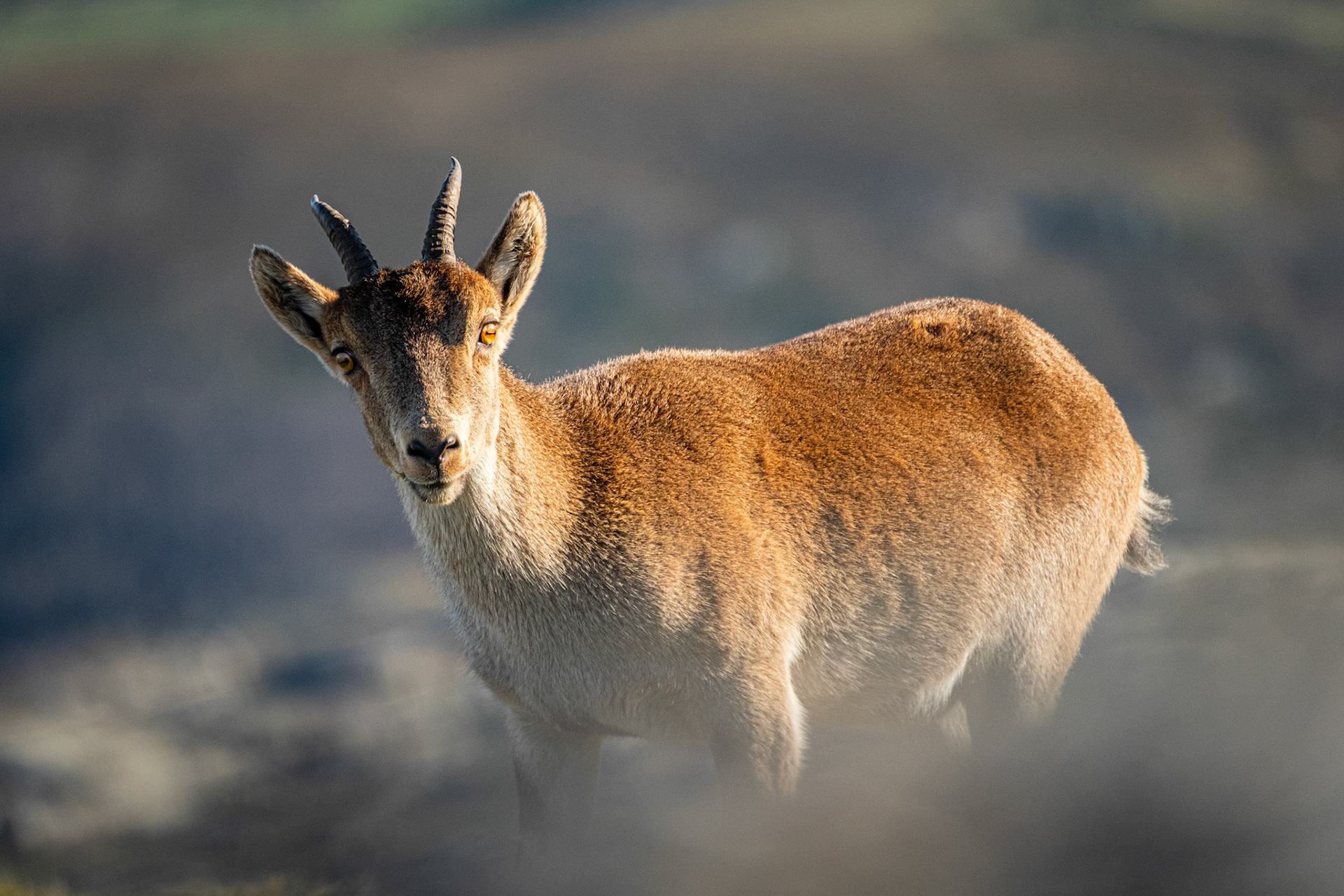 Peneda Gerês National Park - 28 December 2019 : Wild Iberian Ibex at Gerês National Park