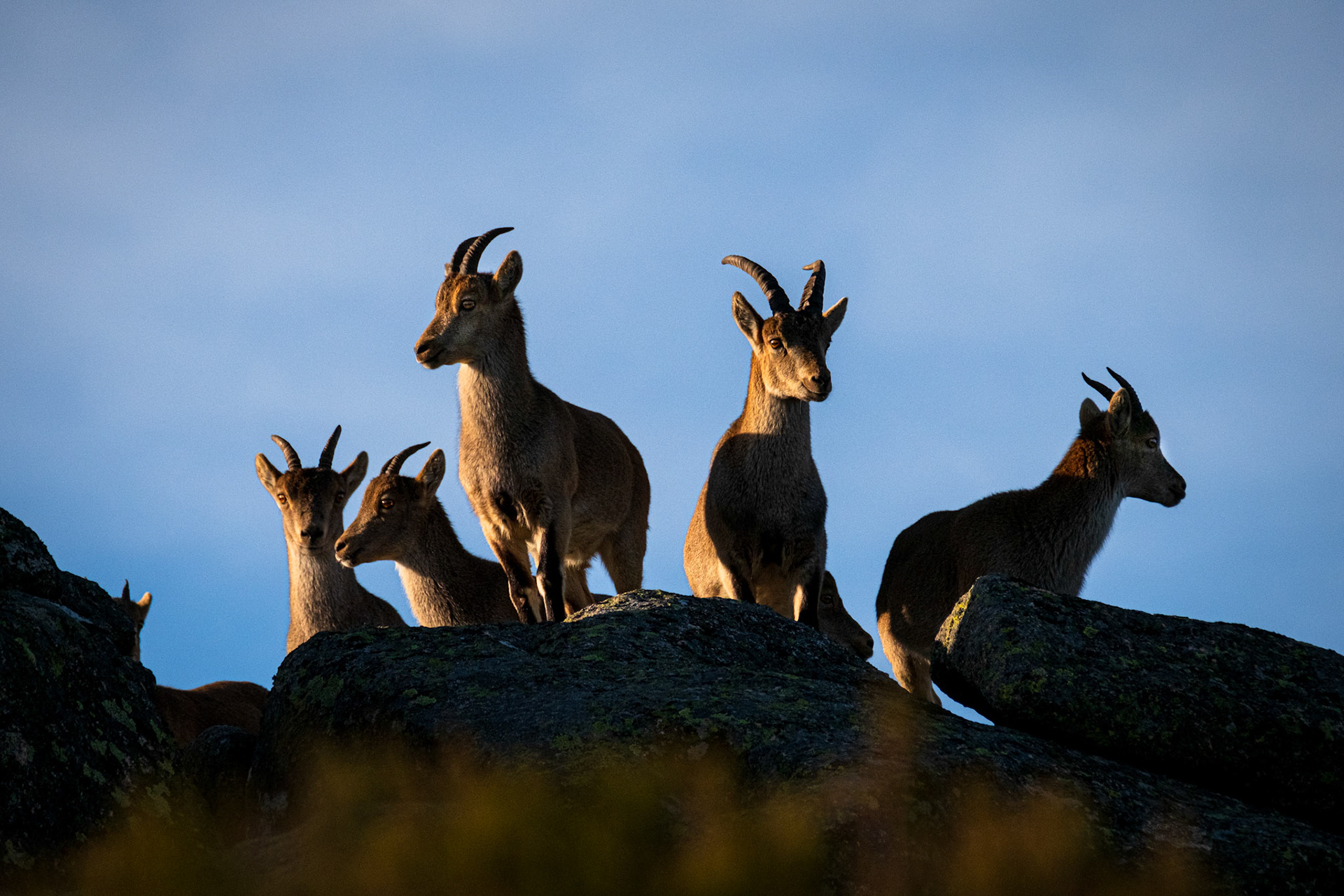 Peneda Gerês National Park - 28 December 2019 : Wild Iberian Ibex at Gerês National Park