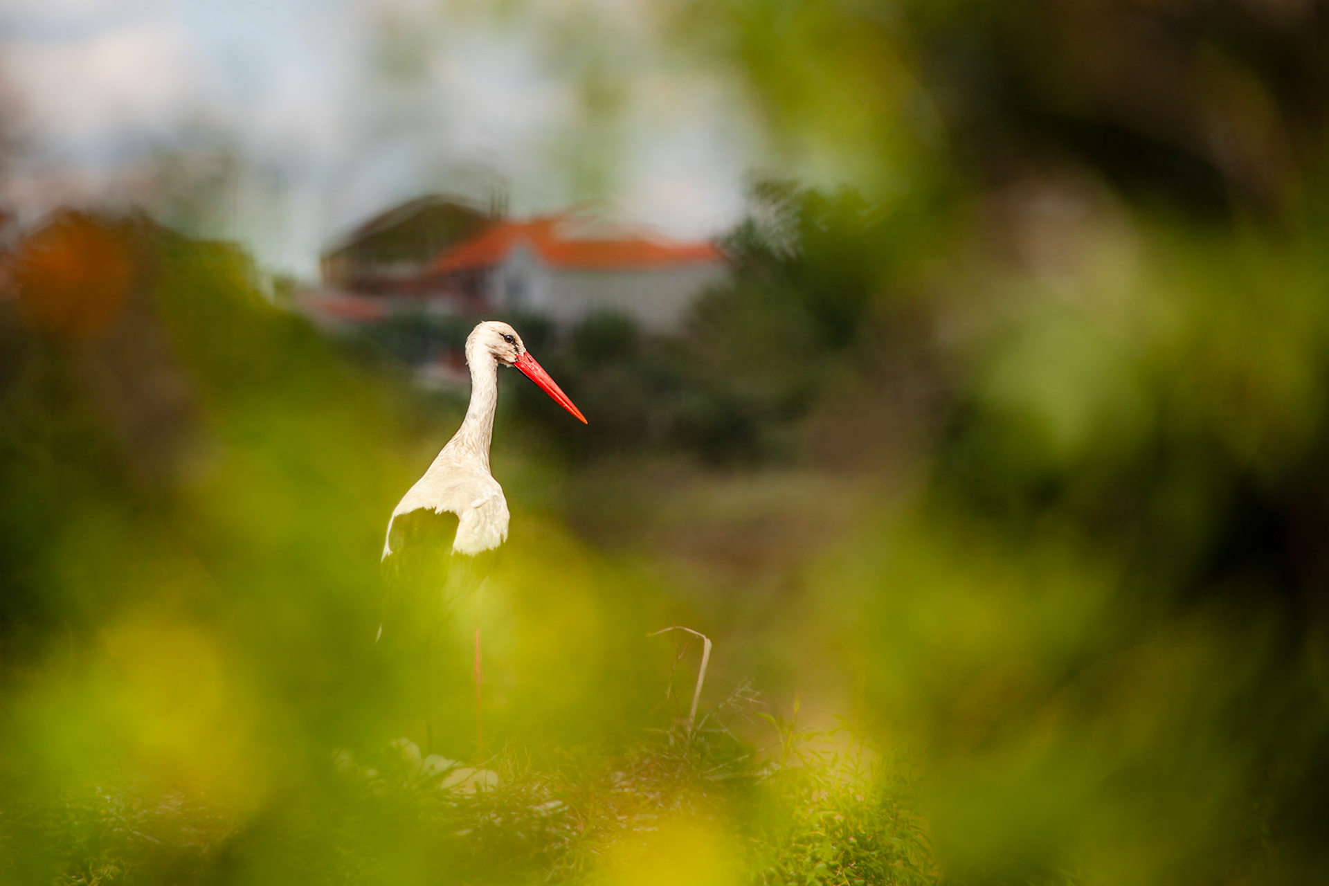 White Stork. International Douro, Portugal