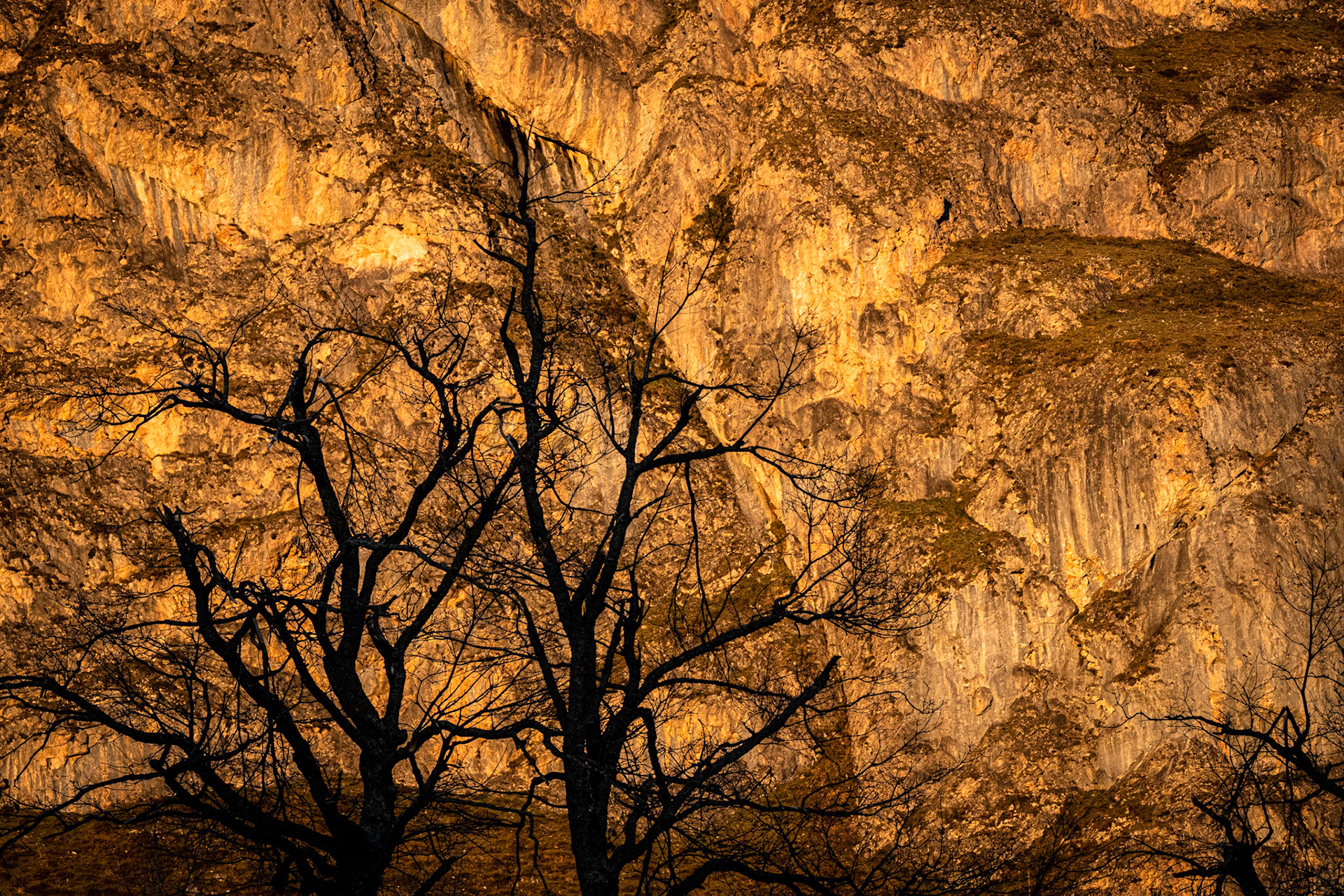 Asturias, Spain - 22 March 2019: Tree against a mountain wall at Valle del Lago