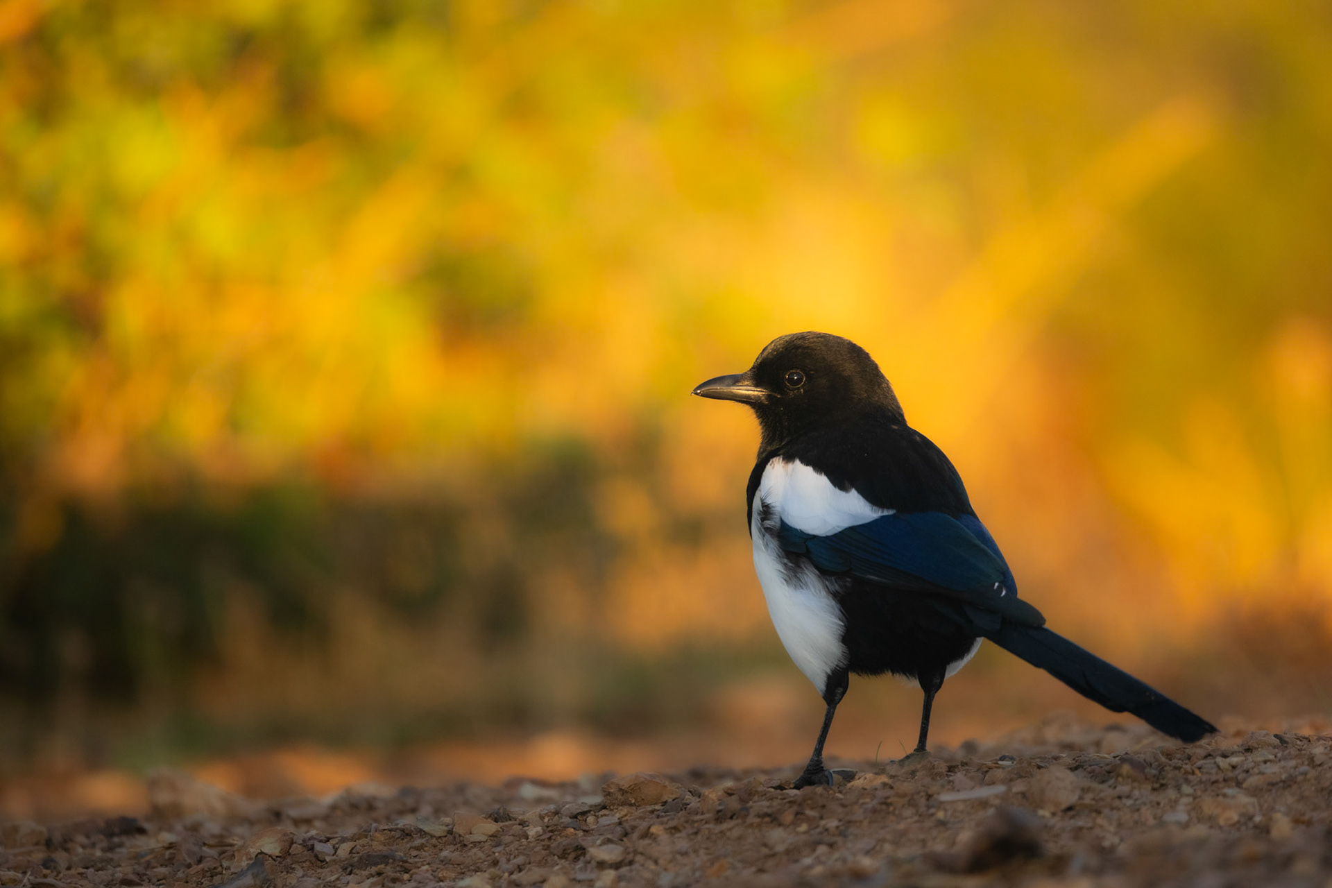 Castilla la Mancha, Spain - 24 October 2024 : Magpie