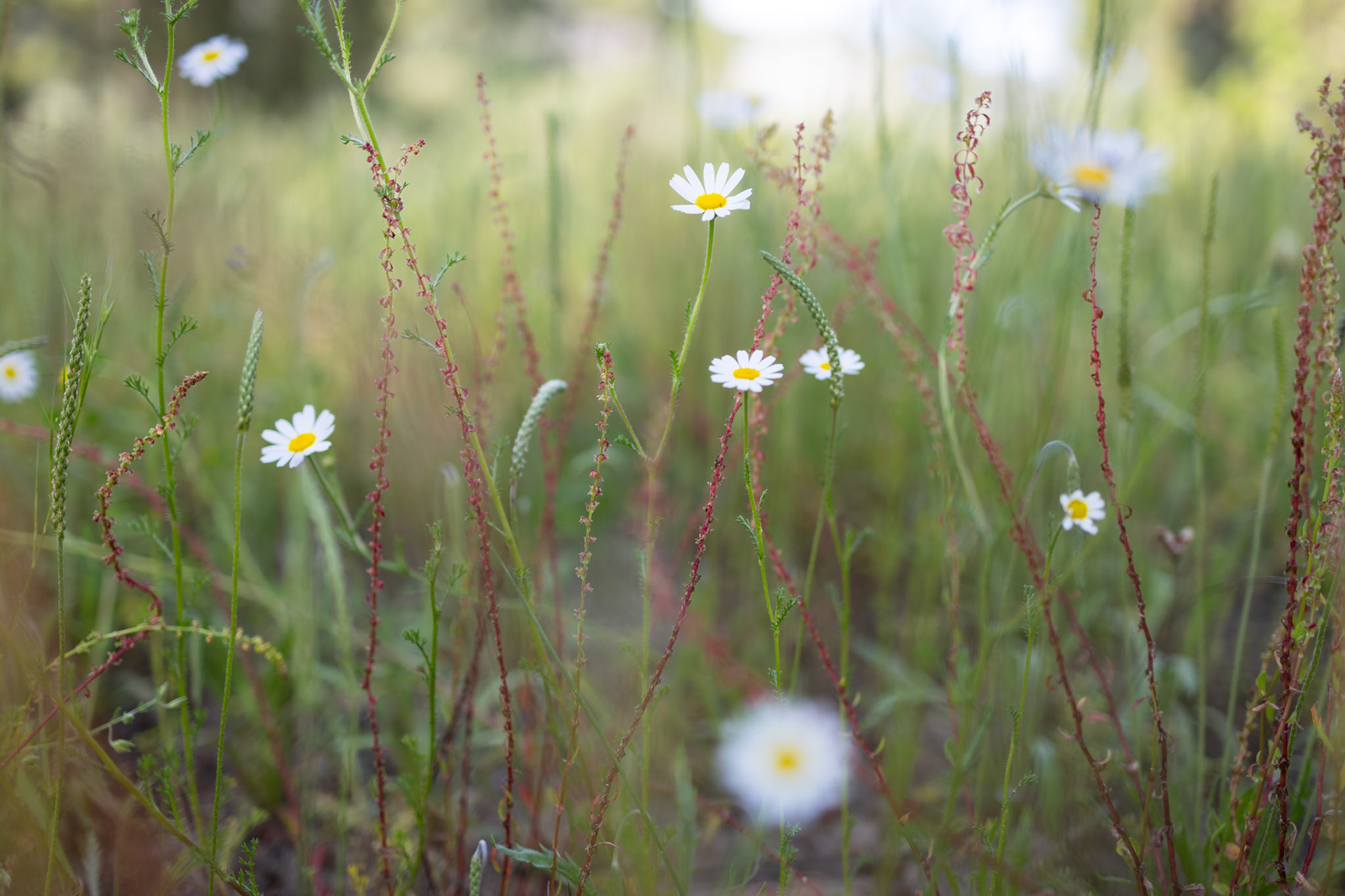 Nisa, Portugal - 25 April 2024 : Mixed chamomile