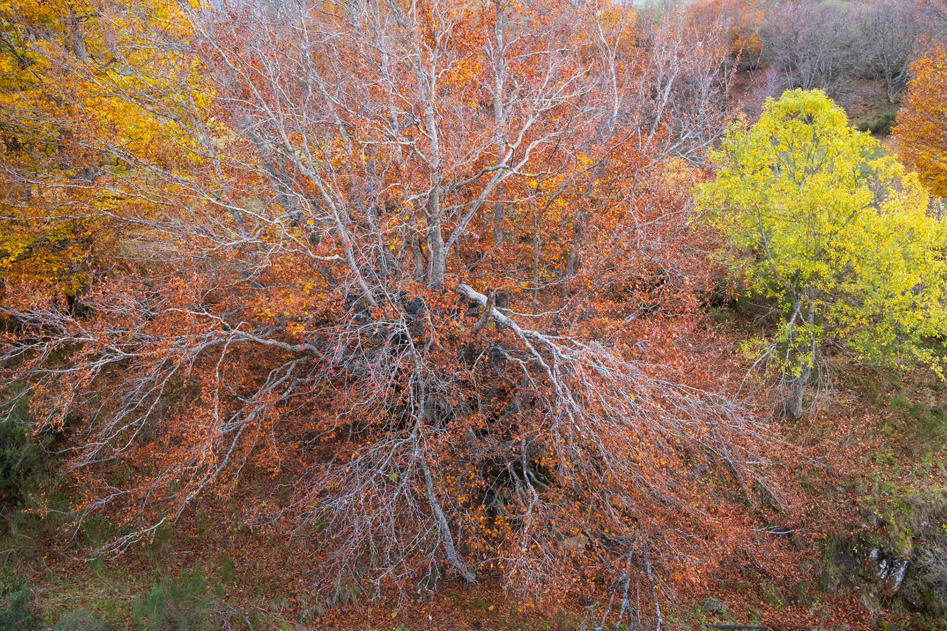 Asturias, Spain - 04 November 2022 : Autumn colors at Somiedo Natural Park