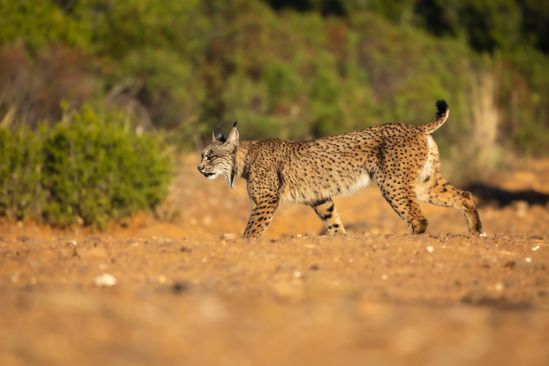 Castilla la Mancha, Spain - 24 October 2024 : Iberian Lynx