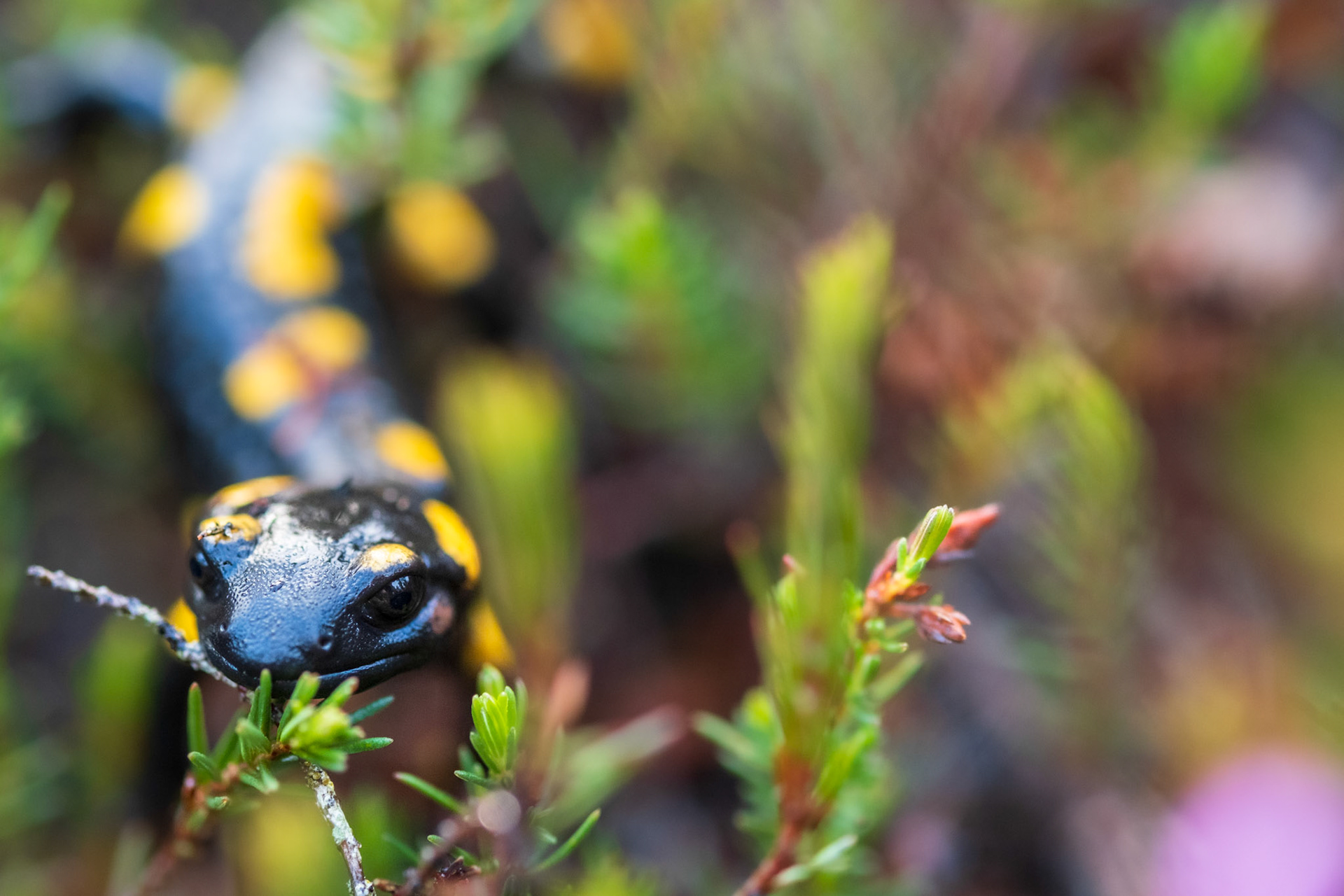 Peneda Gerês National Park, Portugal - 31 October 2022 : Salamander at Peneda Gerês National Park