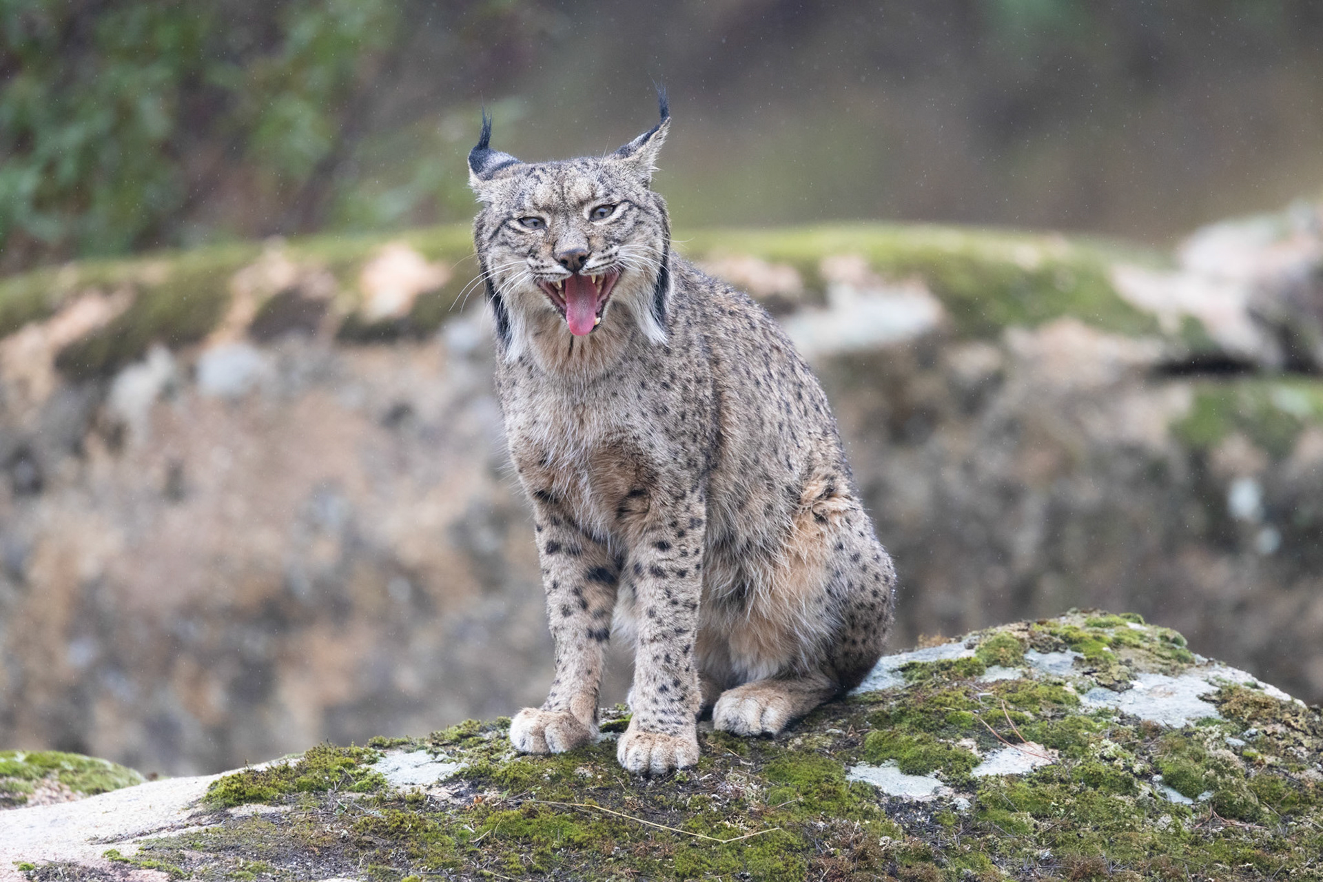 Andalucia, Spain - 26 October 2024 : Iberian Lynx