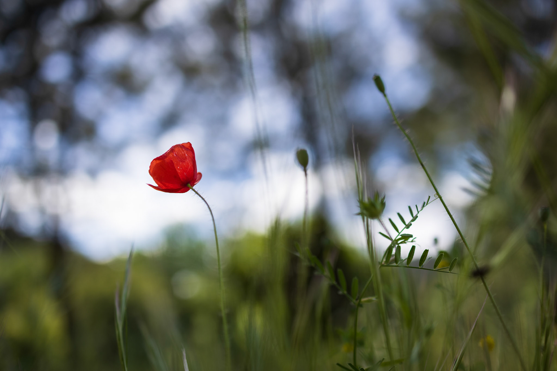 Nisa, Portugal - 25 April 2024 : Red poppy