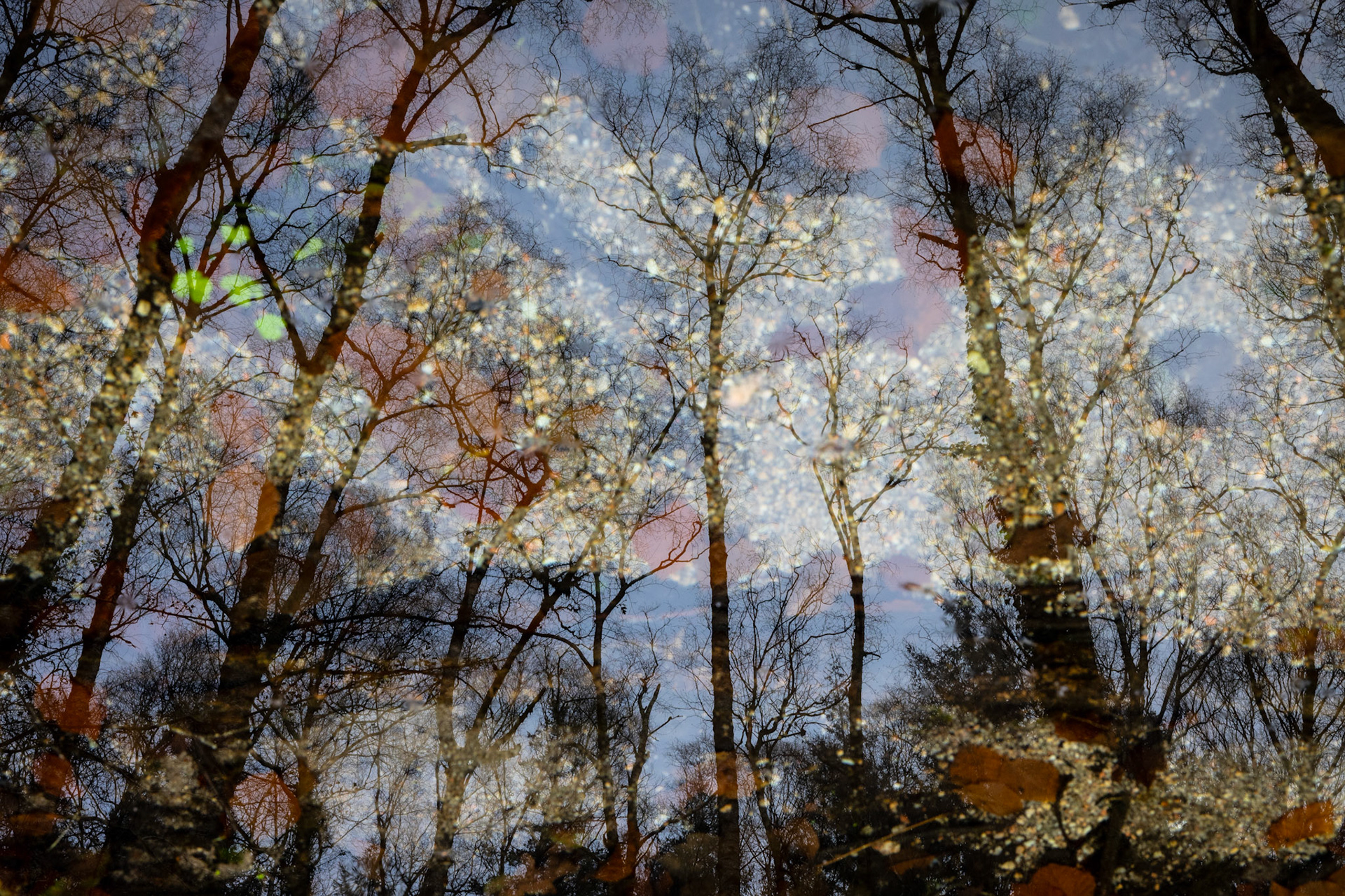 Peneda Gerês National Park, Portugal - 27 November 2023 : Trees reflected on a stream