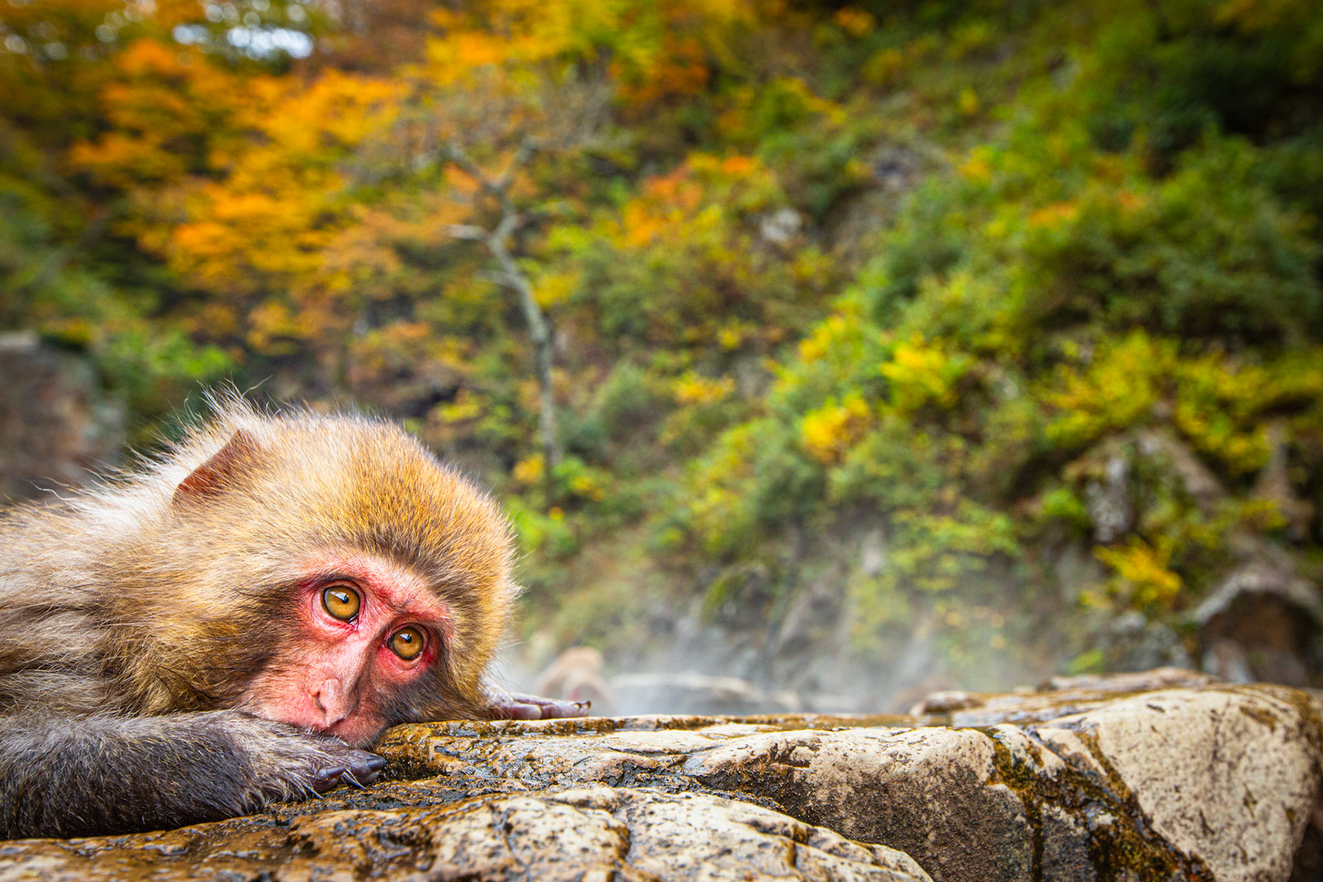 Japanese macaque. Jigokudani, Japan