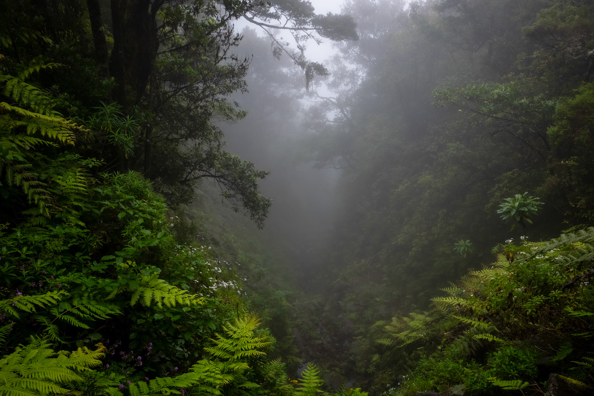 Madeira, Portugal - 12 June 2017: Fog among the Laurissilva forest of Pináculo and Folhadal