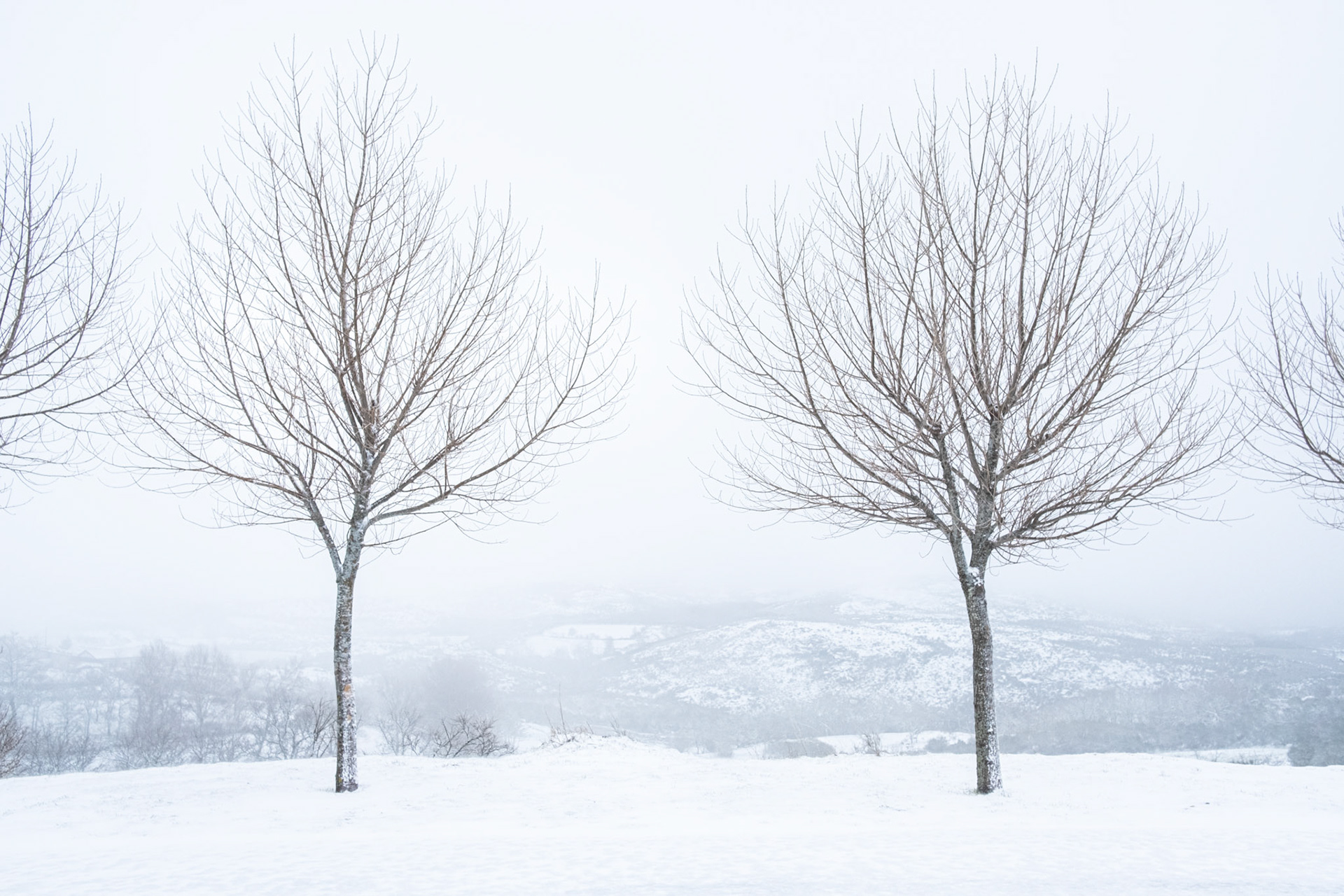 Gerês, Portugal - 30 March 2018: Naked trees in the snow at Gerês National Park