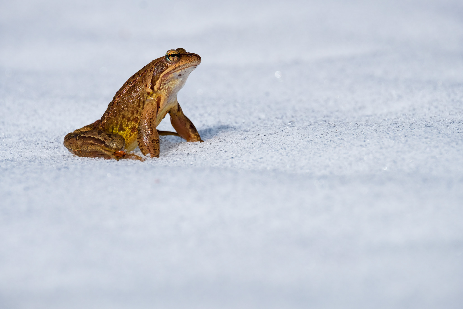 Asturias, Spain - 21 March 2019: Common frog in the snow