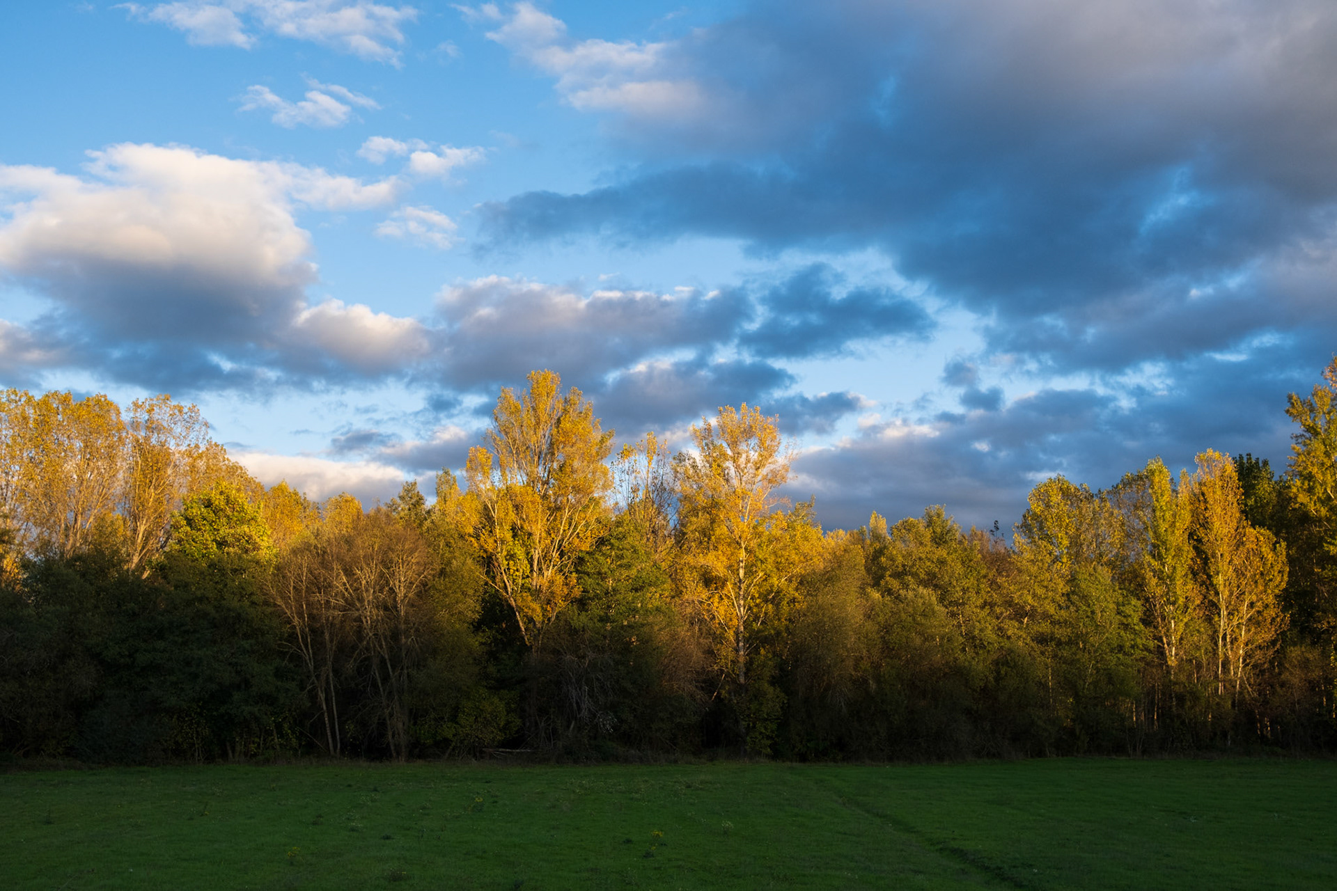 Castilla y Leon, Spain - 06 November 2022 : Trees bathed by afternoon light