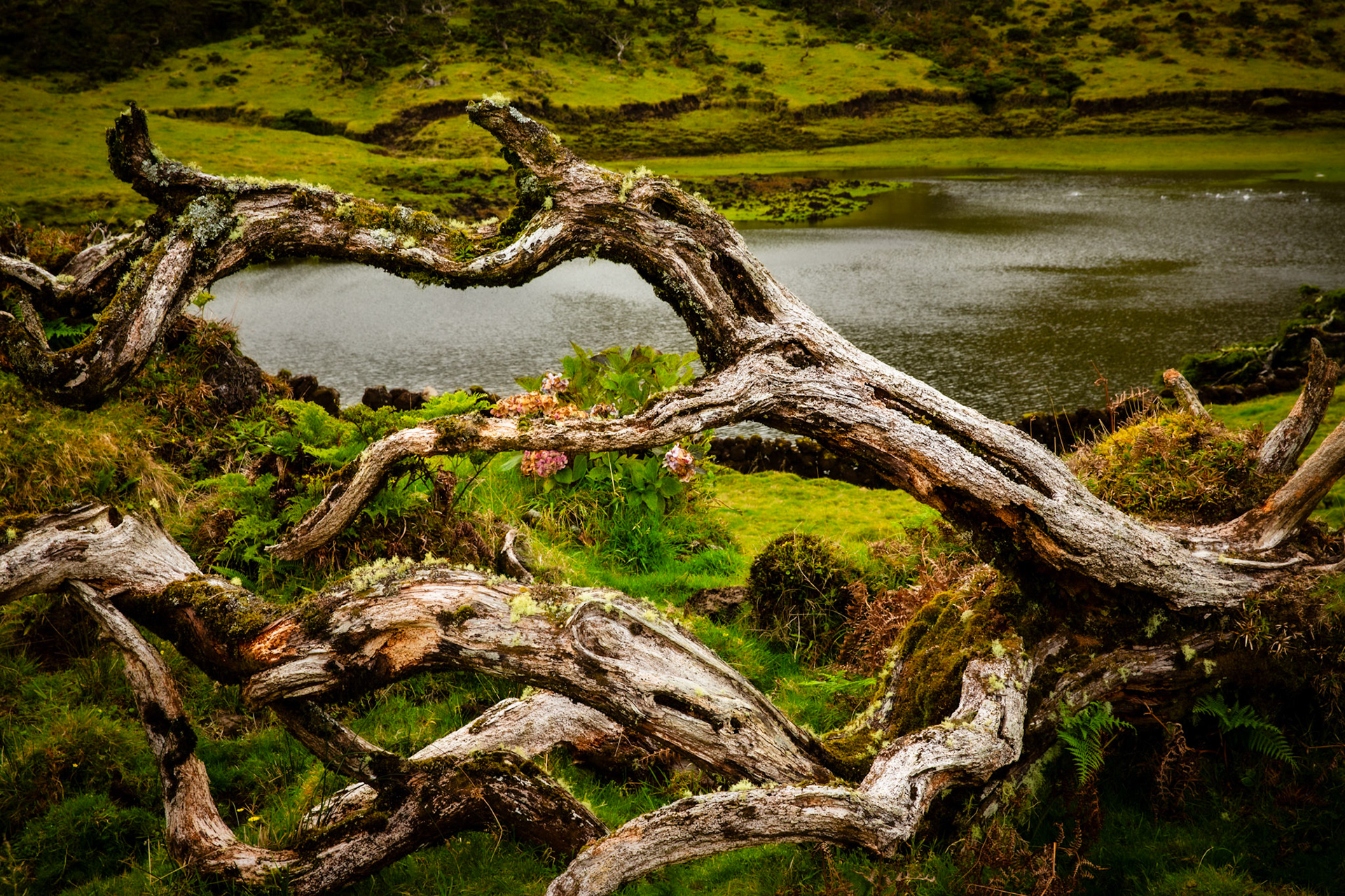 Azores Juniper trunk at Paúl lagoon. Pico, Azores, Portugal