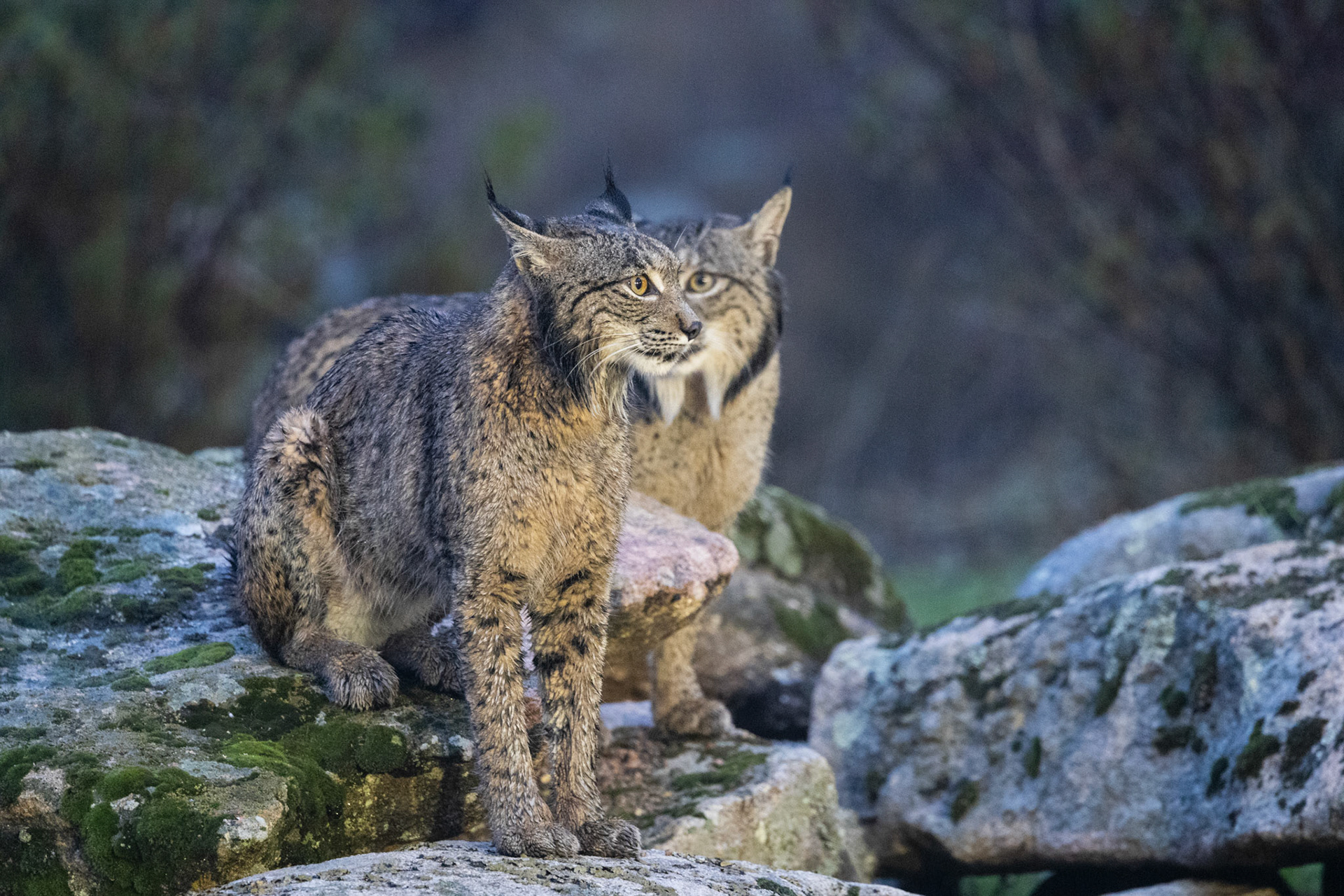 Andalucia, Spain - 26 October 2024 : Iberian Lynxes at dusk