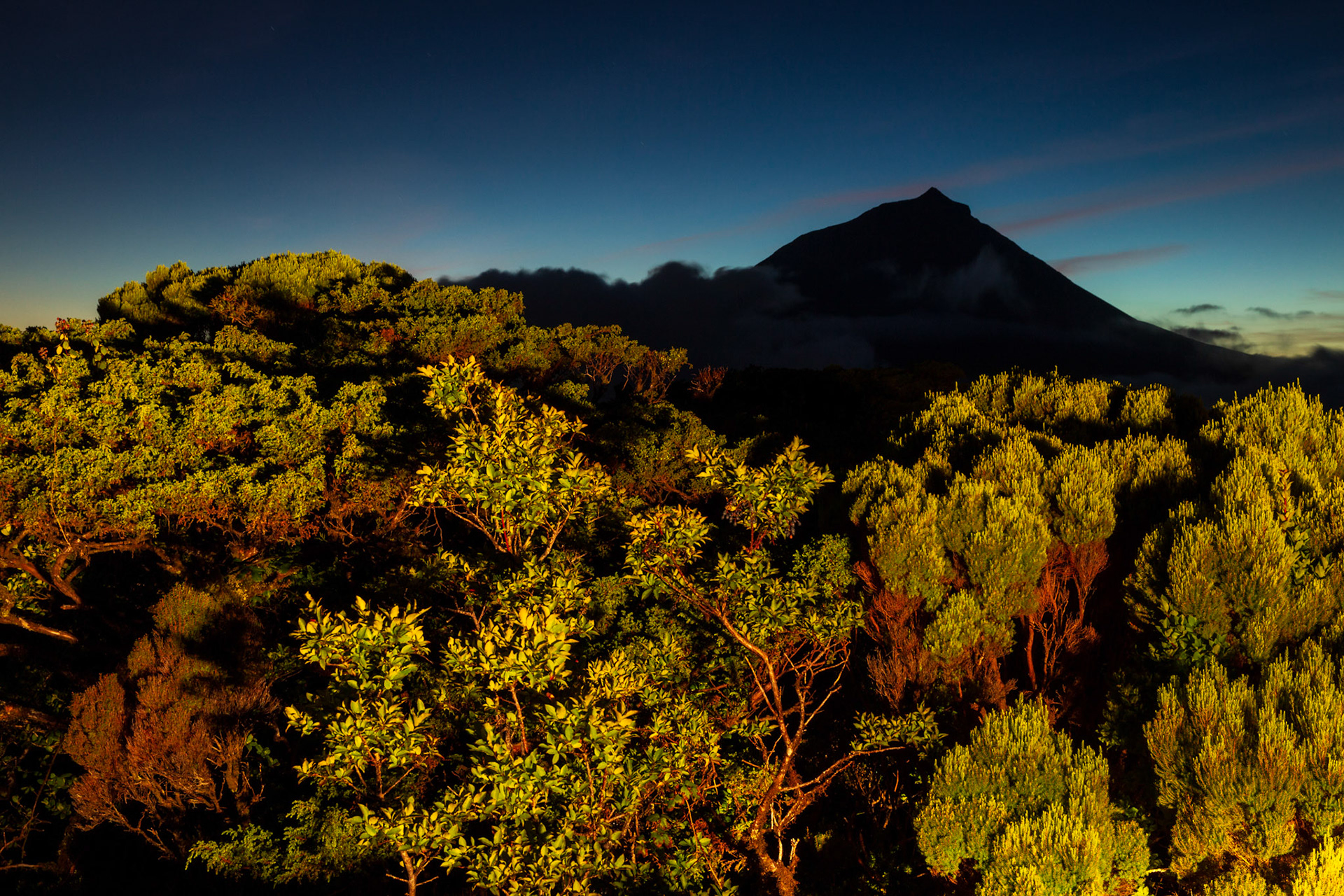Endemic azorean vegetation against Pico mountain at dusk. Pico, Azores, Portugal