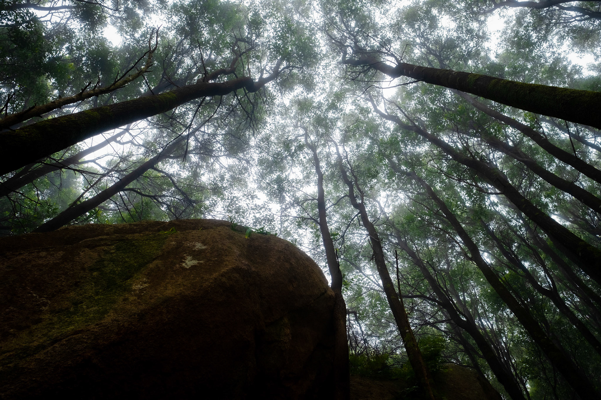 Sintra Cascais Natural Park, Portugal - 16 May 2021 : Canopy in the fog