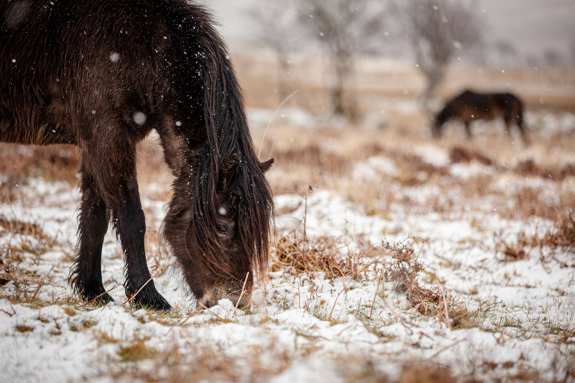 Exmoor Pony in the snow. England