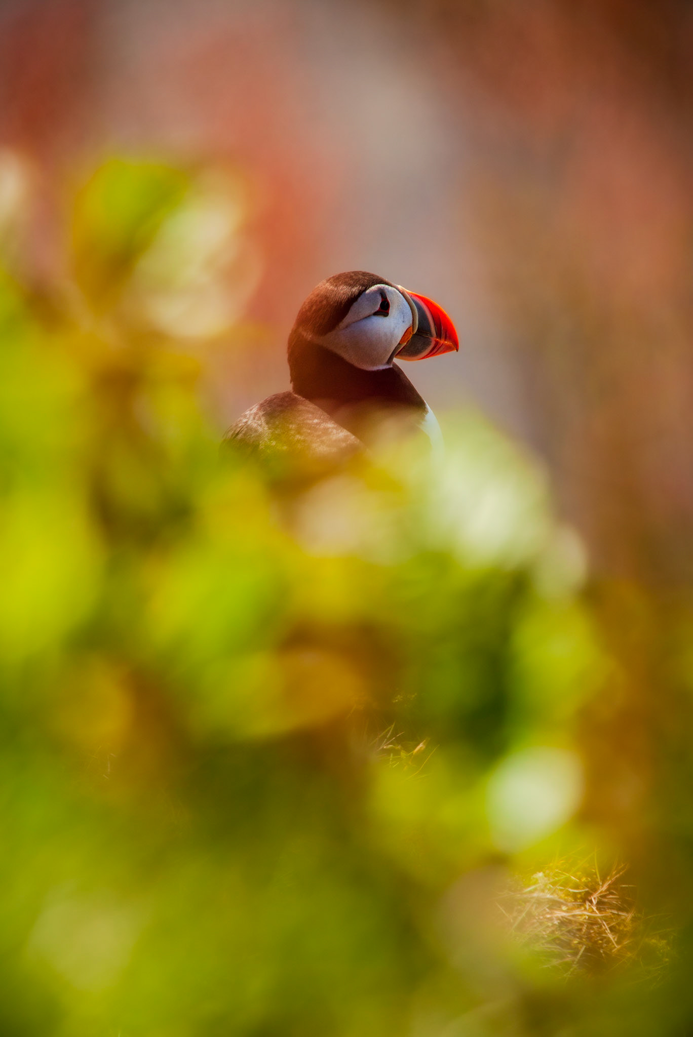 Atlantic Puffin. Iceland