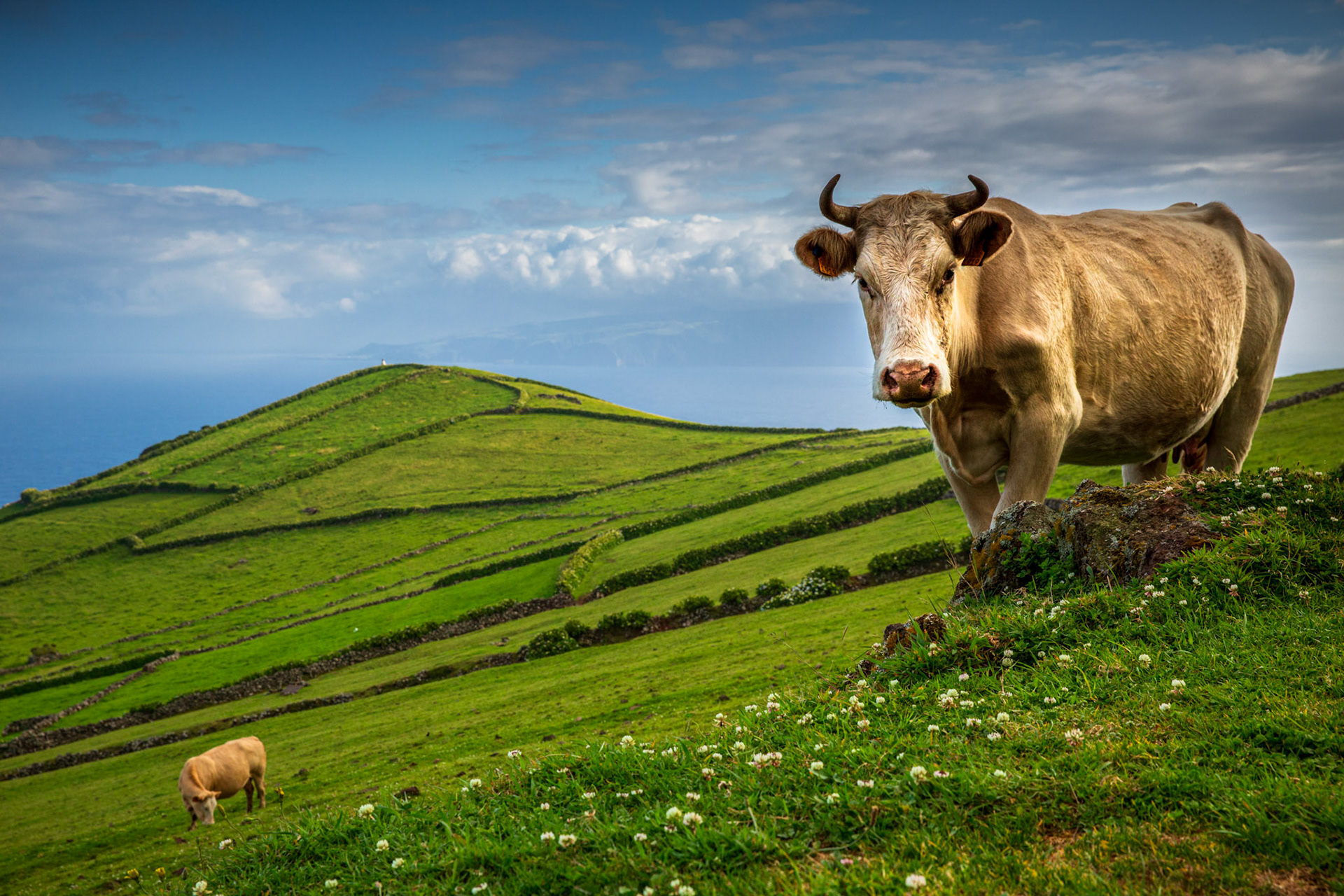 Cow grazing Corvo. Azores, Portugal