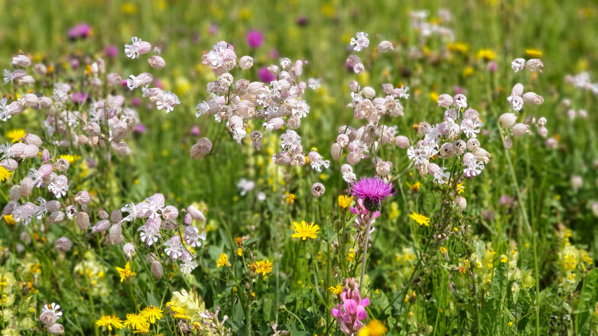 Blumenwiese