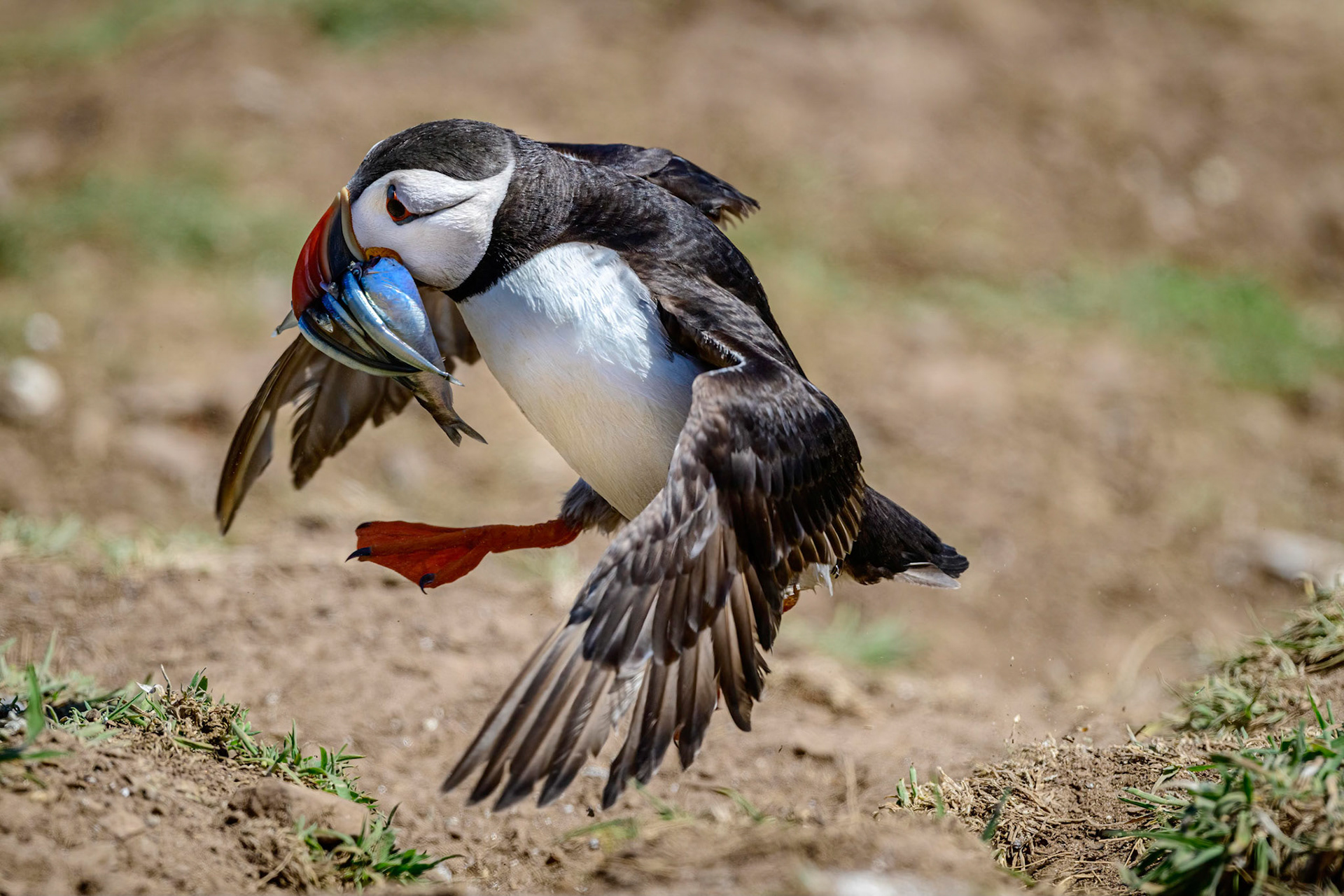 Puffin, Pembrokeshire Skomer