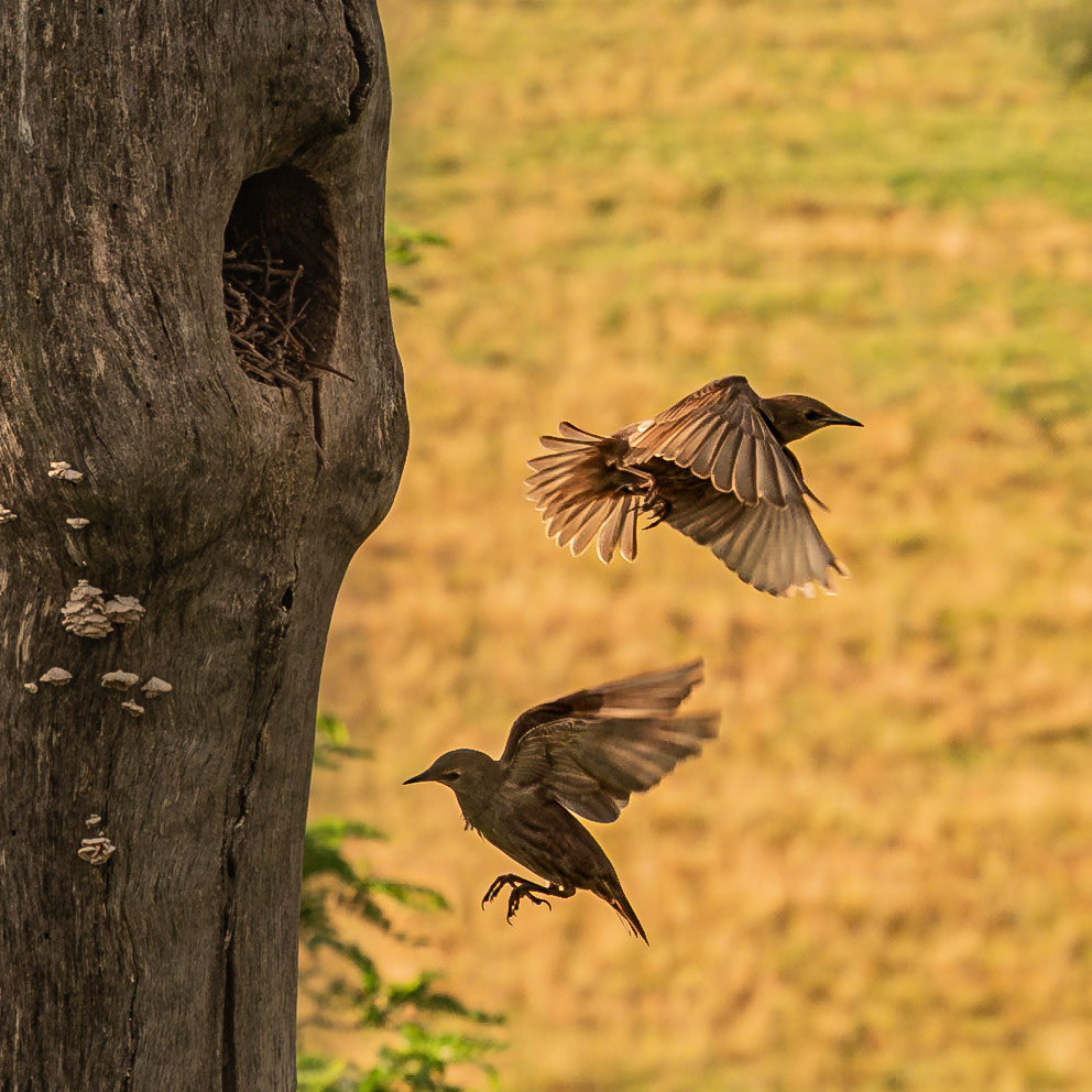 Starlings at nest in Hungary