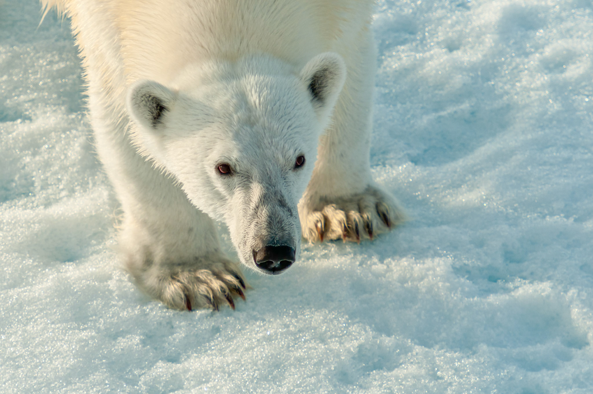 Polar Bear, Svalbard, Arctic Circle
