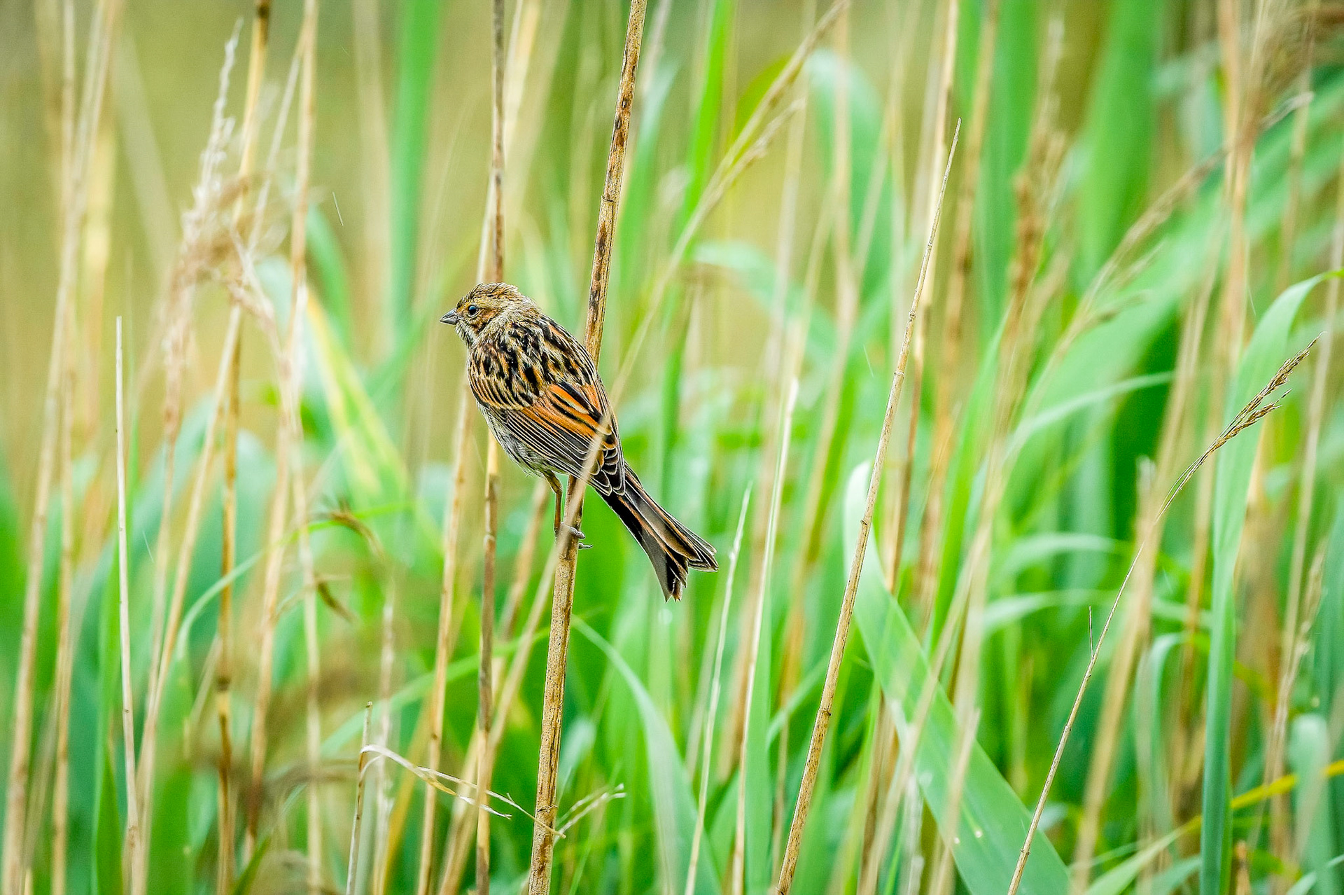 Sedge Warbler 2022 RPS SW London, Putney Library Exhibition