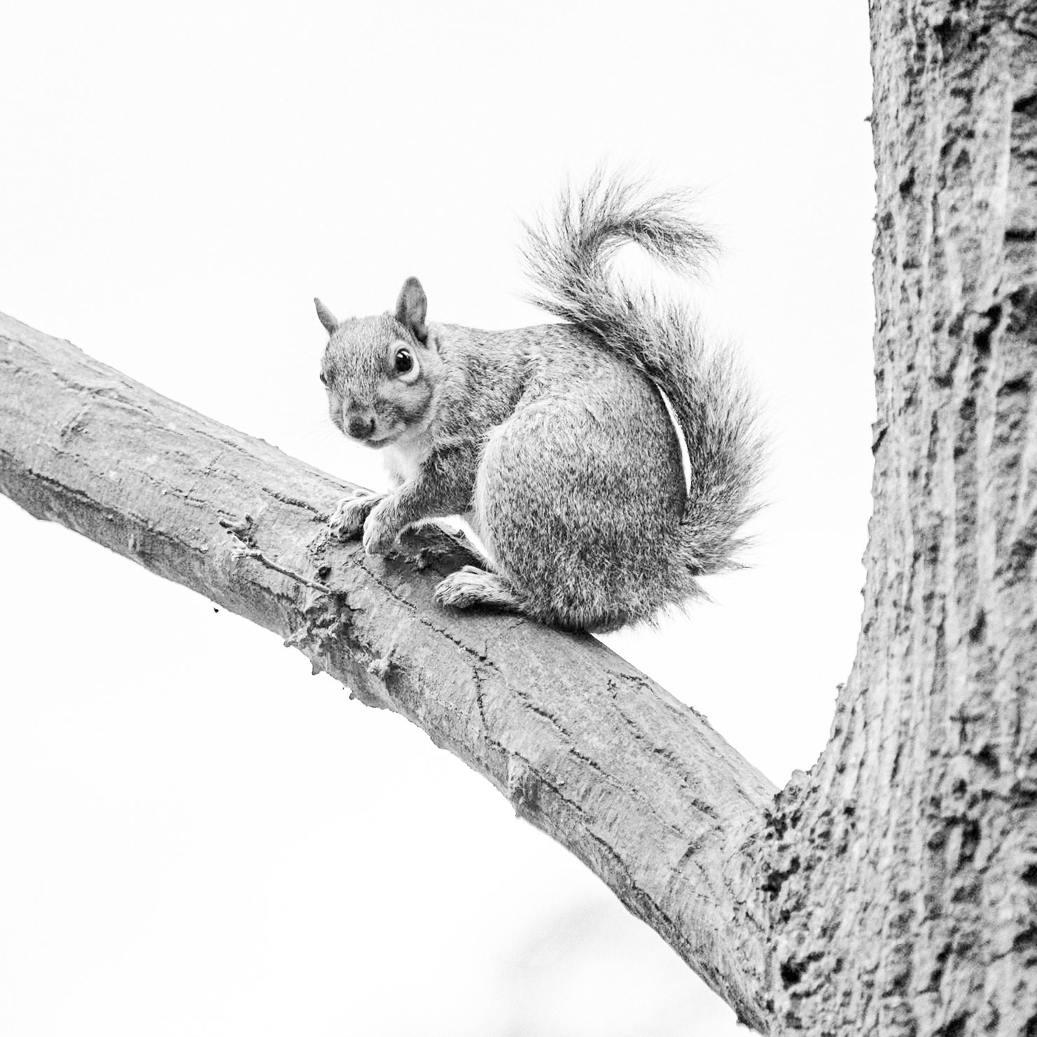 London Squirrel, 2017 RPS Breathing London Exhibition 