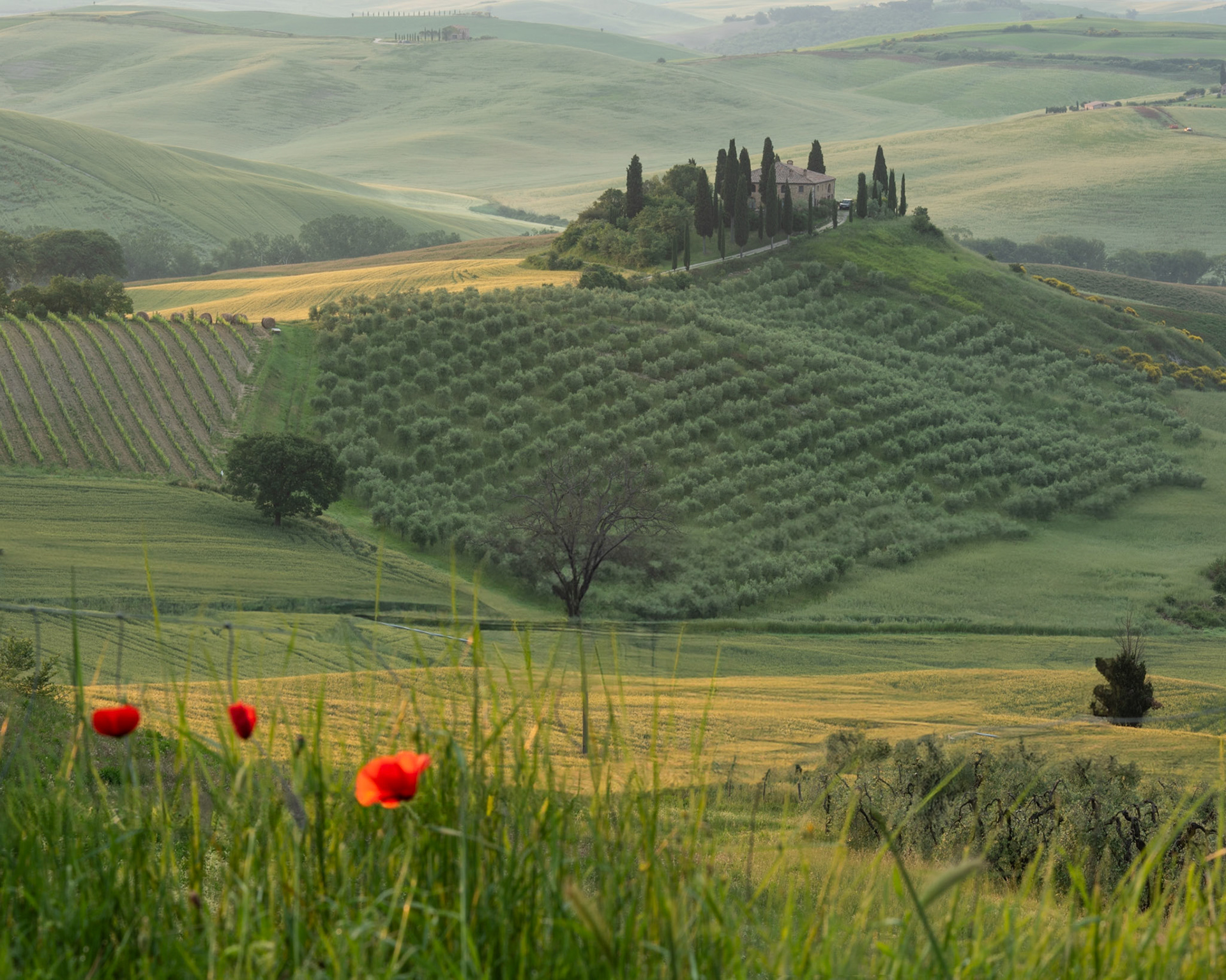 Belvedere, Val D'orcia Tuscany