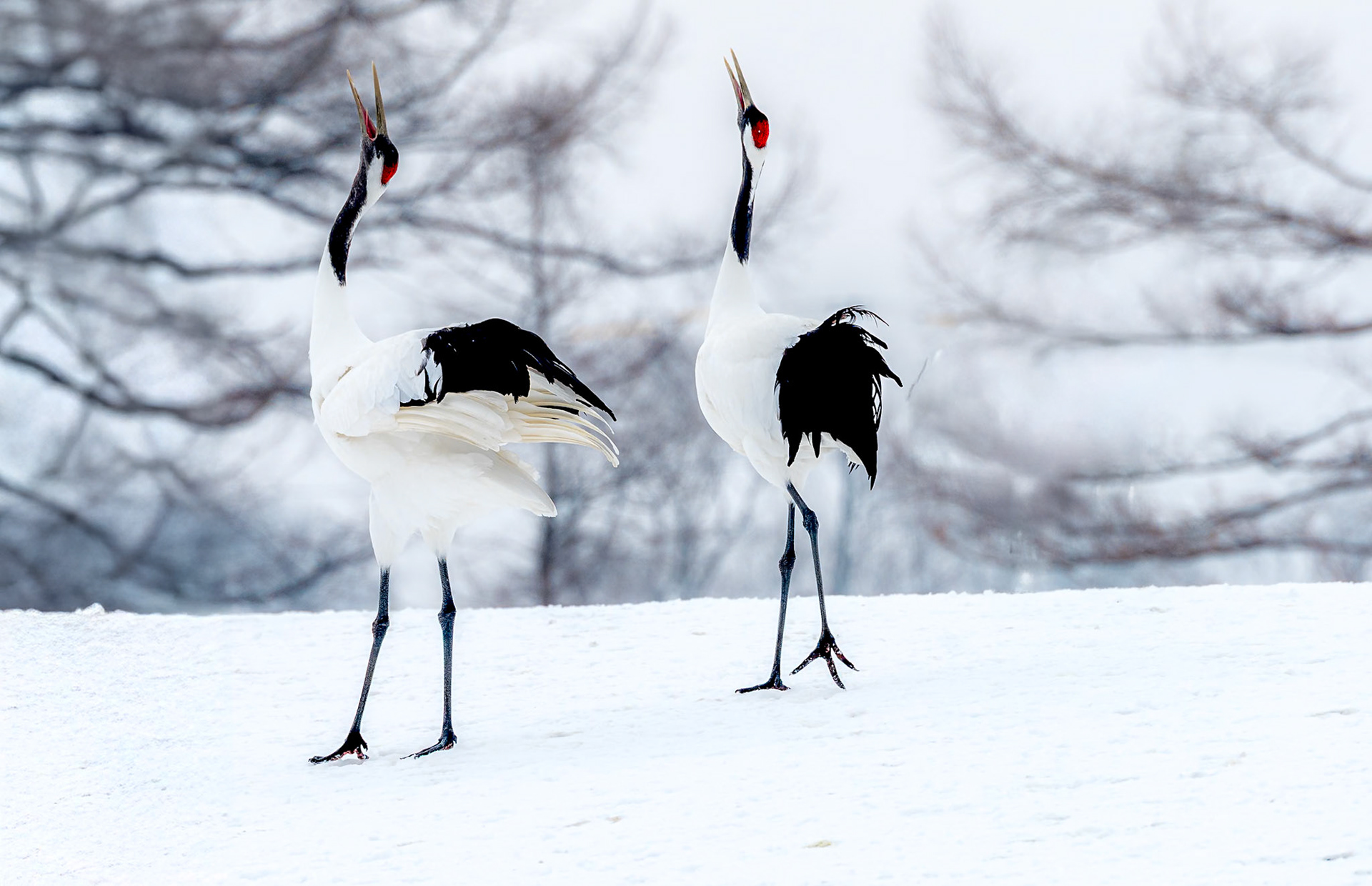Red-crowned Cranes, Hokkaido, Japan