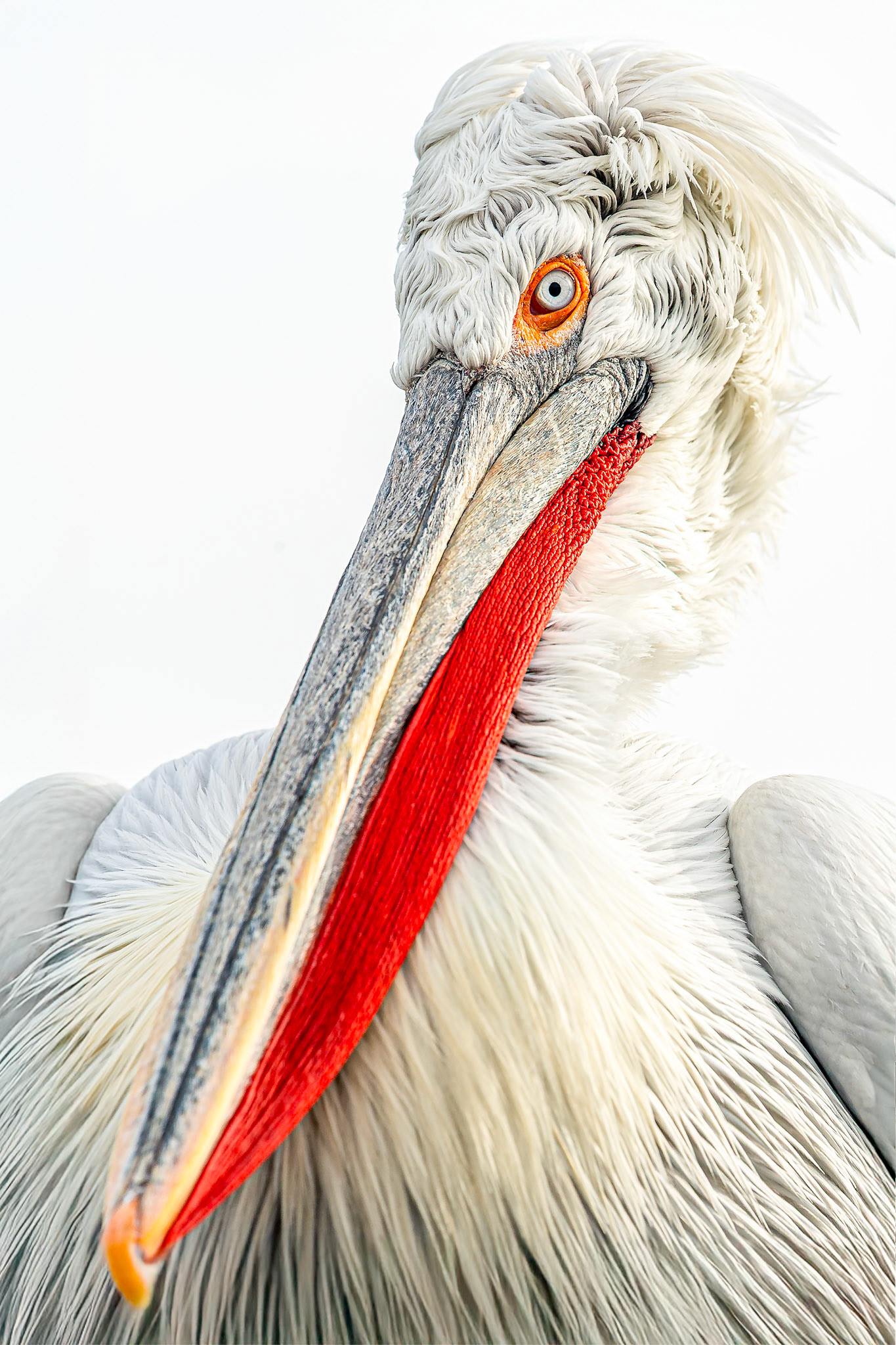 Posed Pelican 2025 THIRTEEN Photographic Exhibition