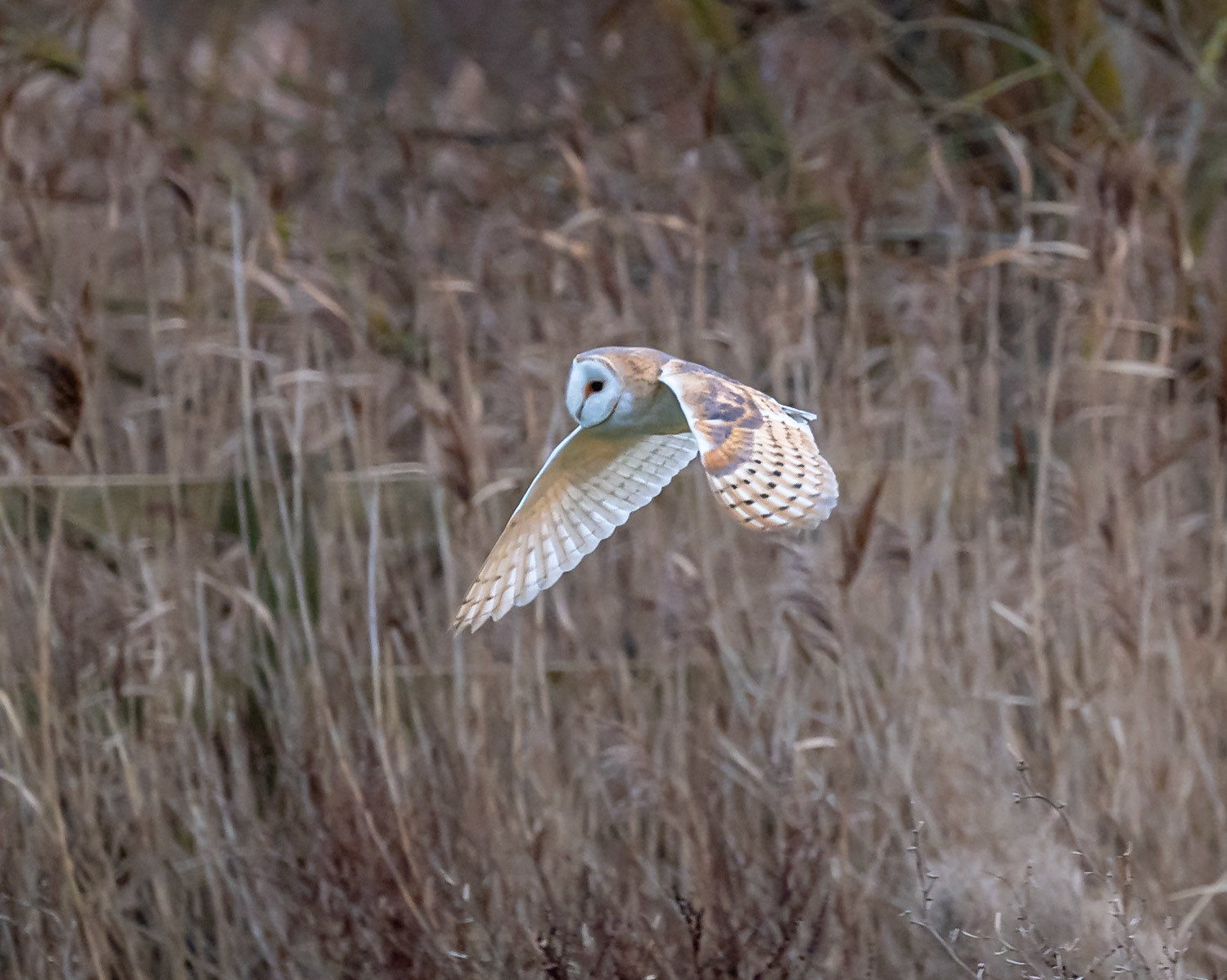 Barn Owl, Elmey, Kent Uk
