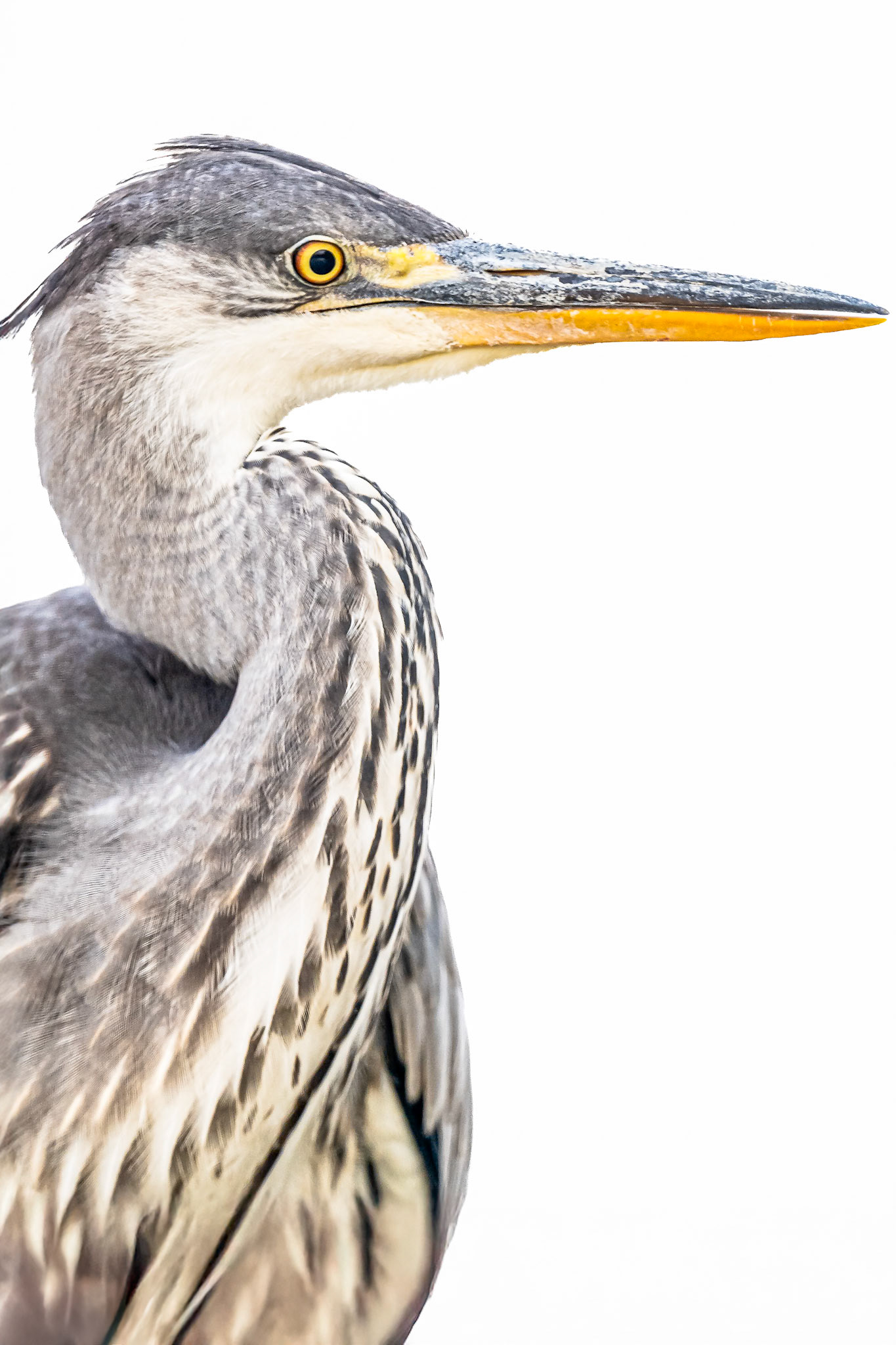 Twisting Heron 2025 THIRTEEN Photographic Exhibition