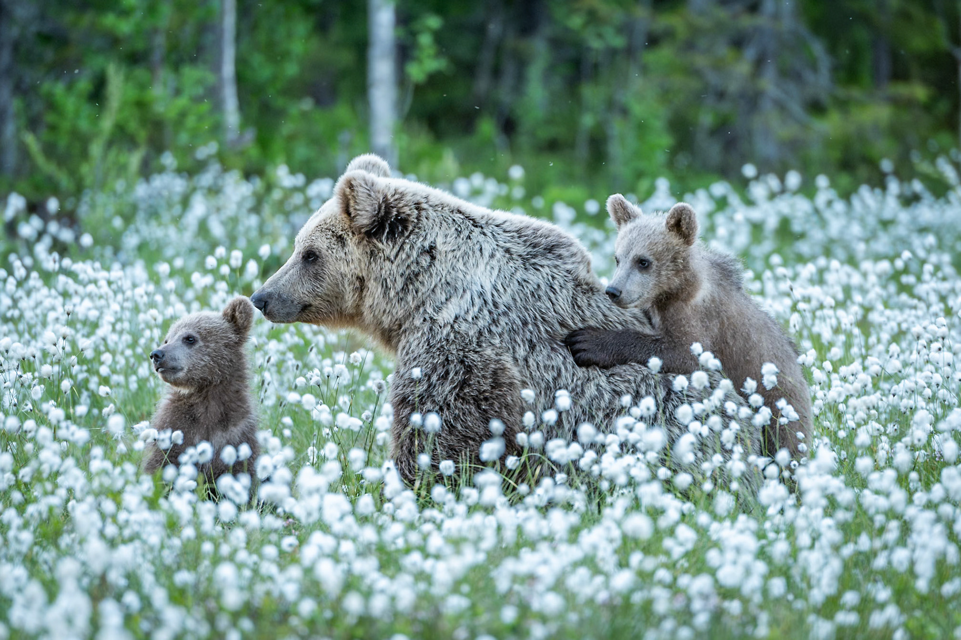 Brown Bear Mum & Cubs, Finland