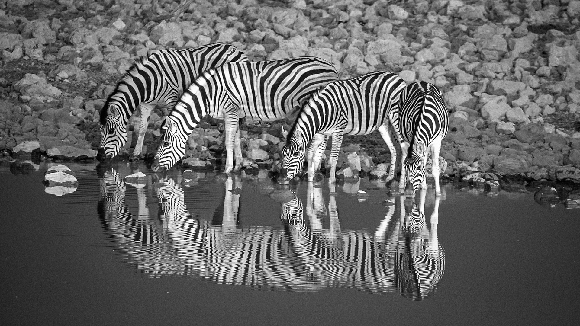 Zebra, Etosha National Park, Namibia 