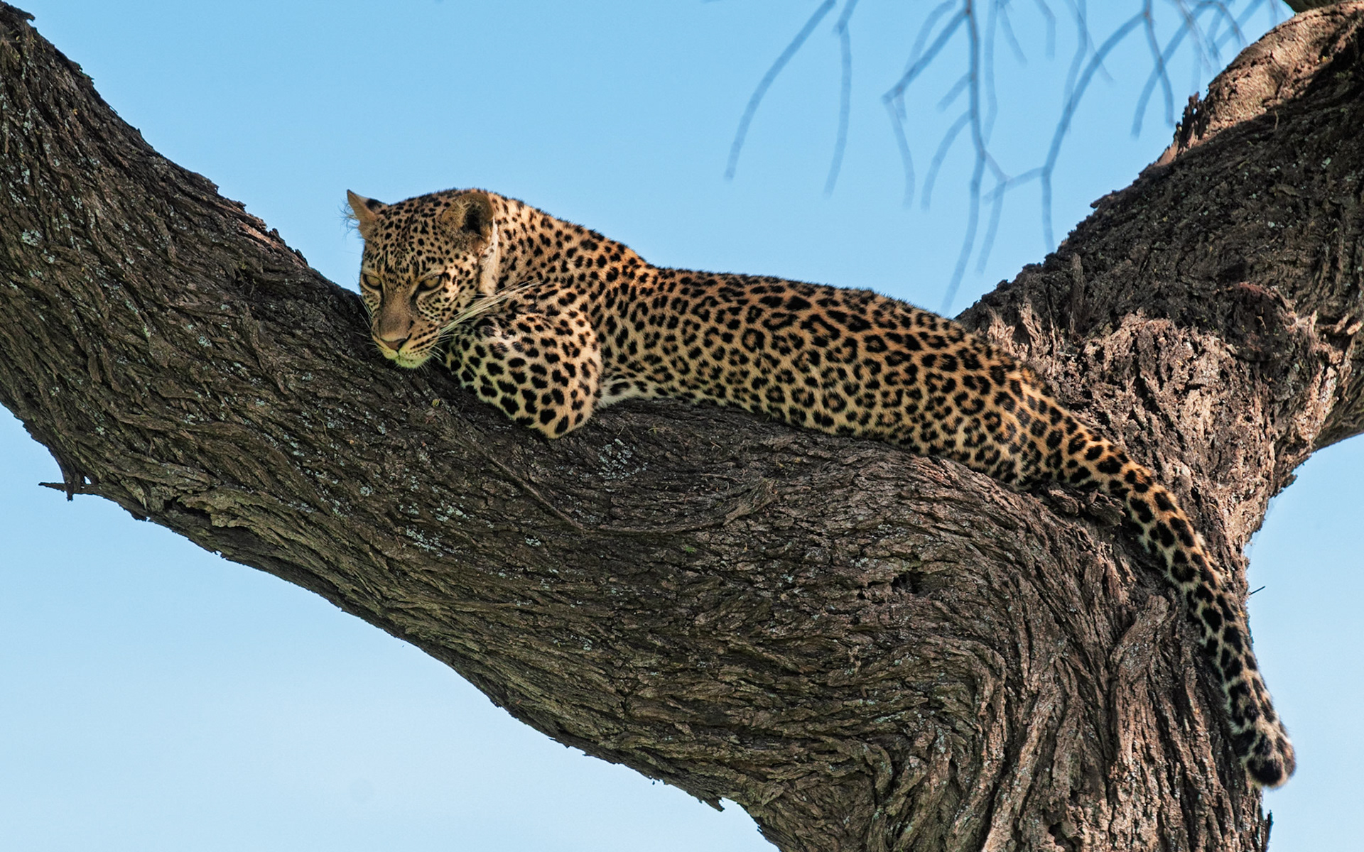Leopard, Tanzania 
