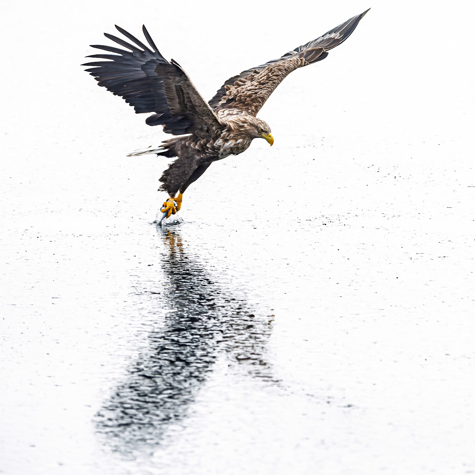 White-tailed Eagle - Capture 2026 THIRTEEN Original Gallery 