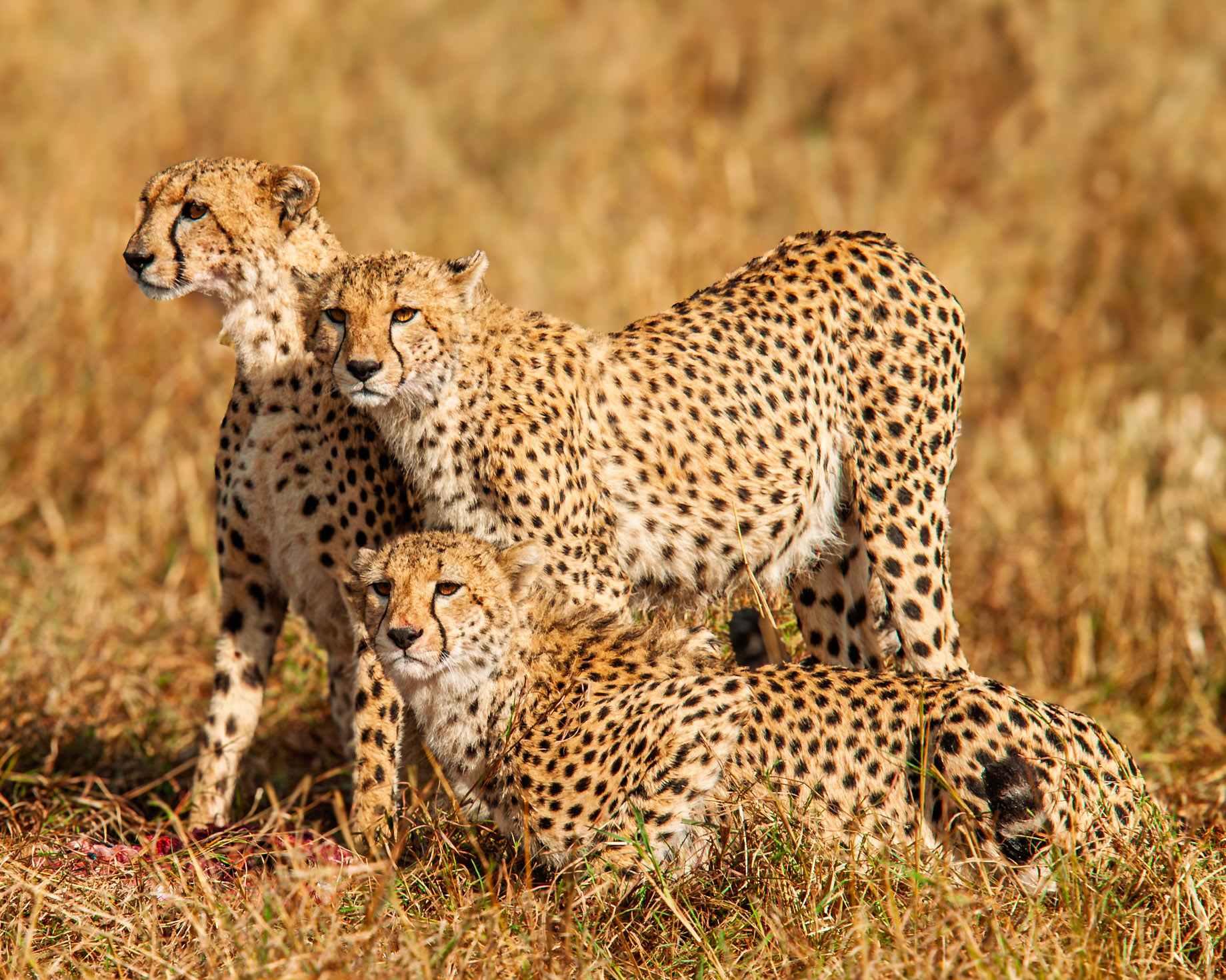Cheetah Mum & Cubs, Kenya 