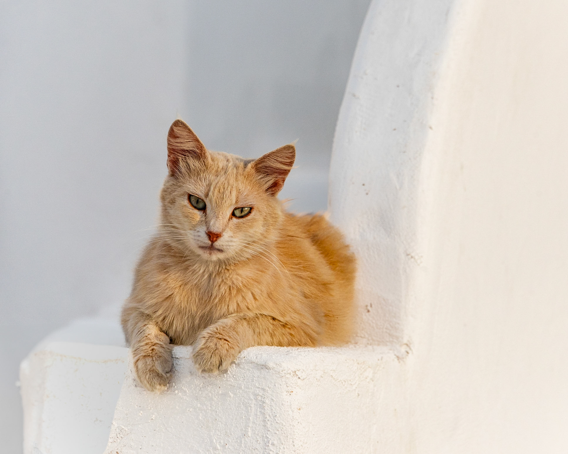 Cat in Santorini, Greek