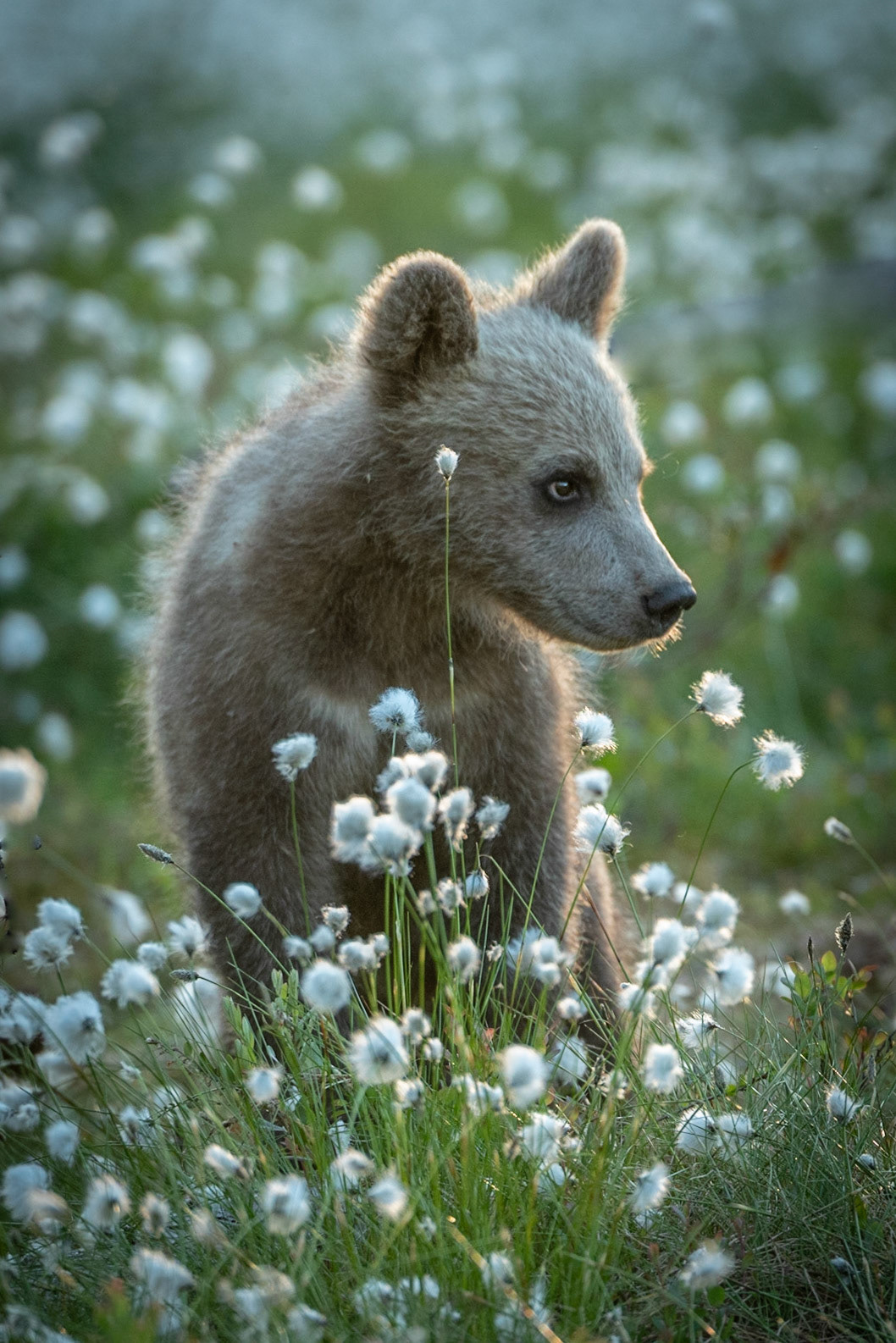 Brown Bear Cub, Finland