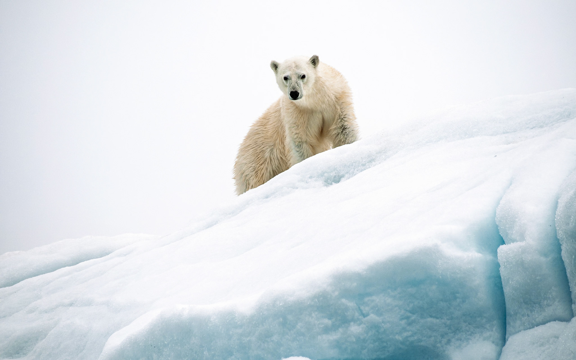 Polar Bear, Svalbard, Arctic Circle