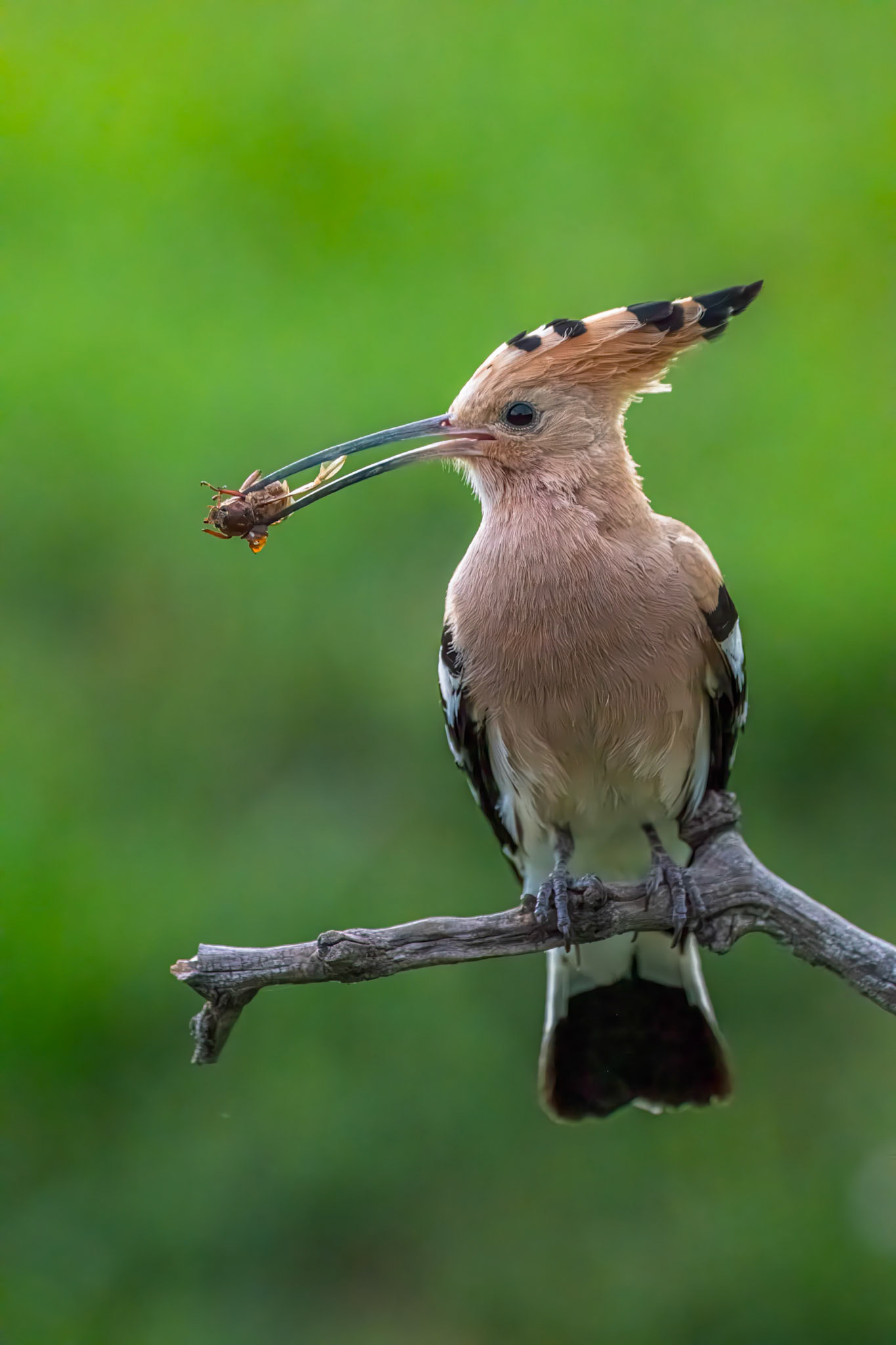 Hoopoe, Hungary 