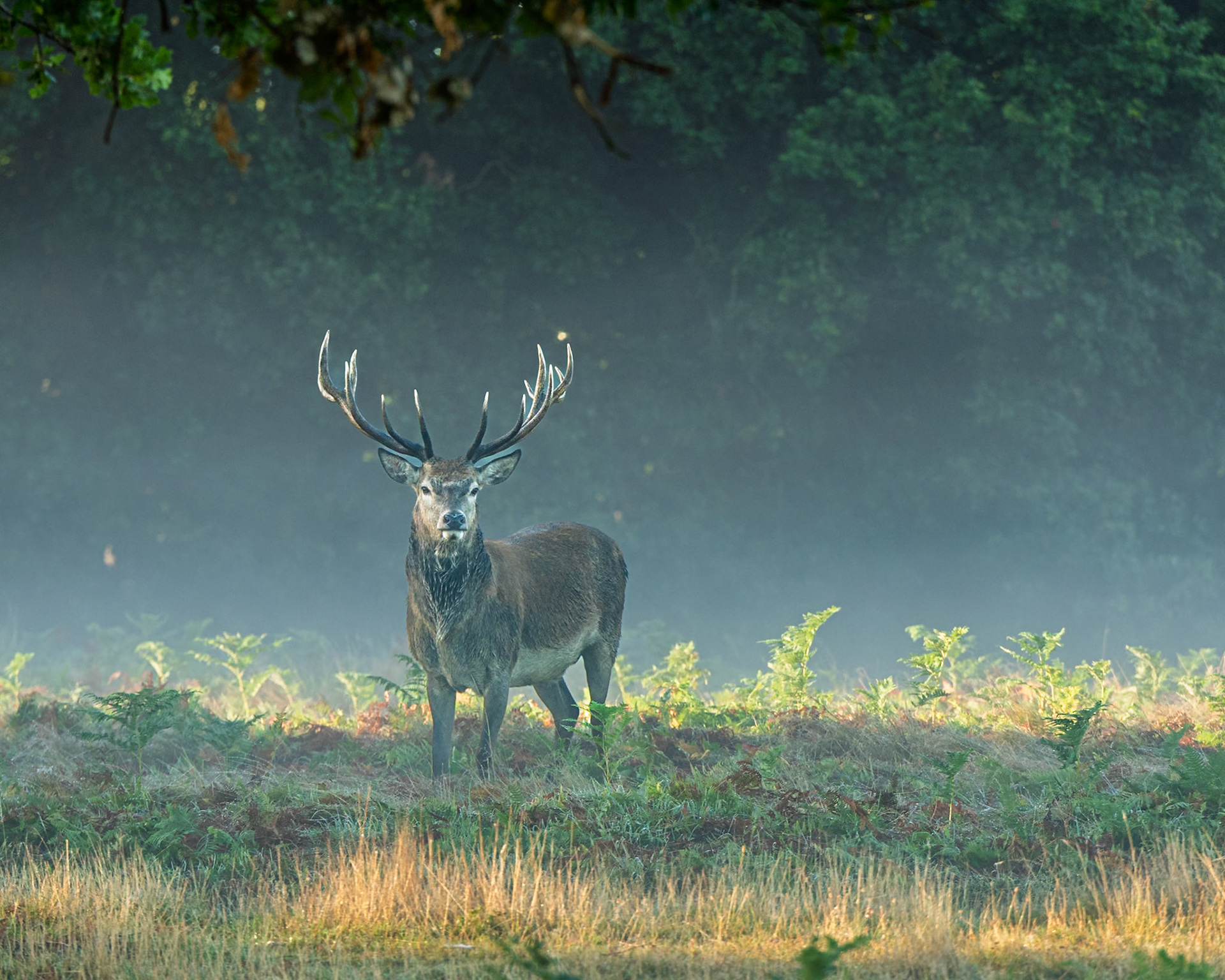 Red Deer, Richmond Park, London Uk