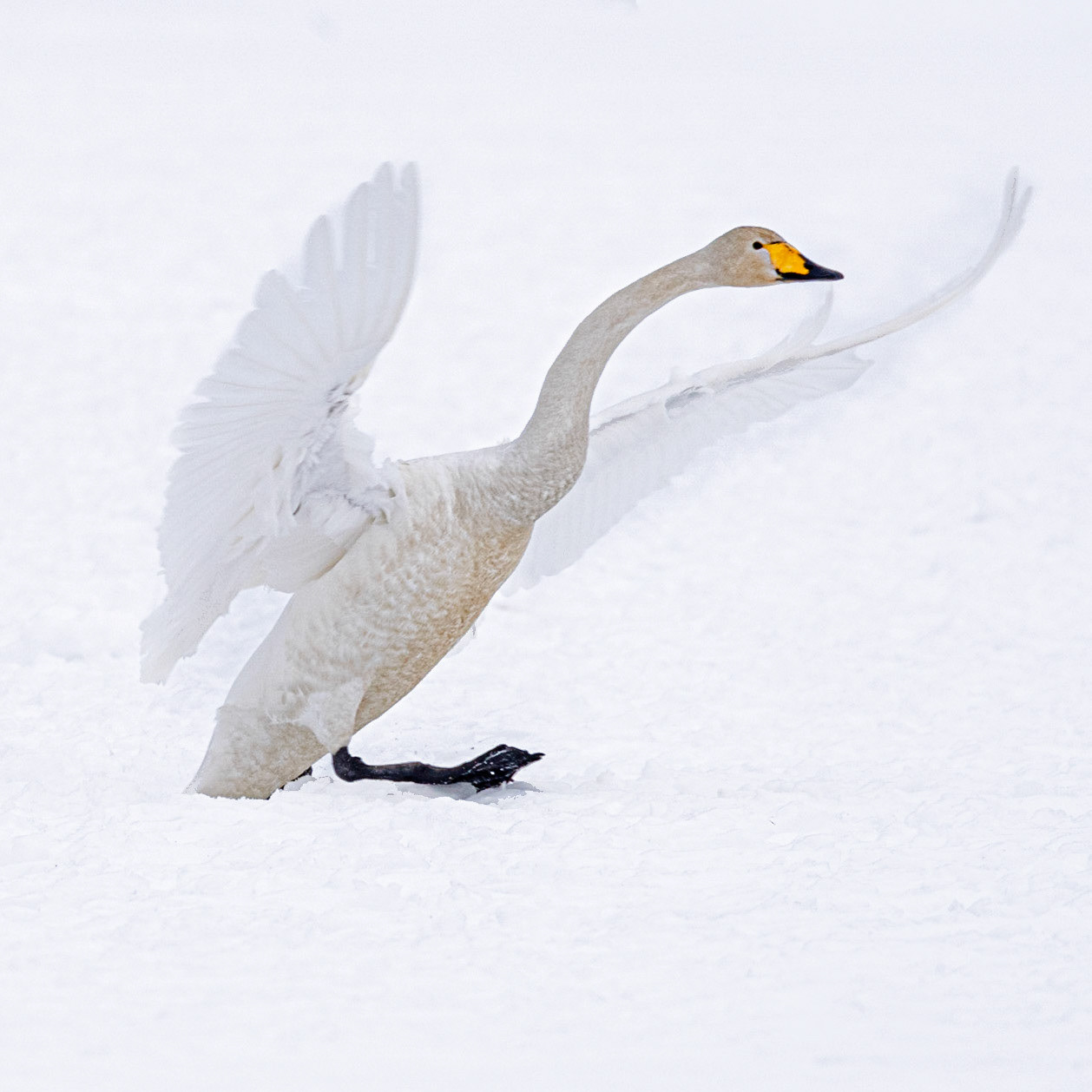Whooper Swan - Winter Poise 2026 THIRTEEN Original Gallery