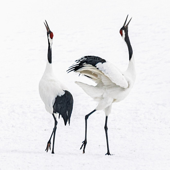 Red-Crowned Cranes - Duet 2026 THIRTEEN Original Gallery