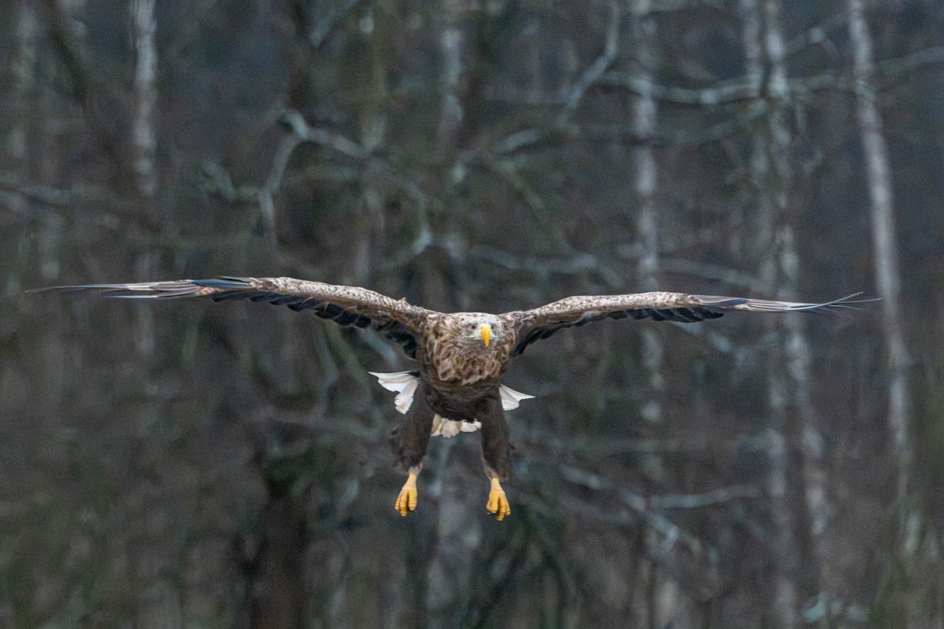 Buzzard, Białowieża National Park, Poland