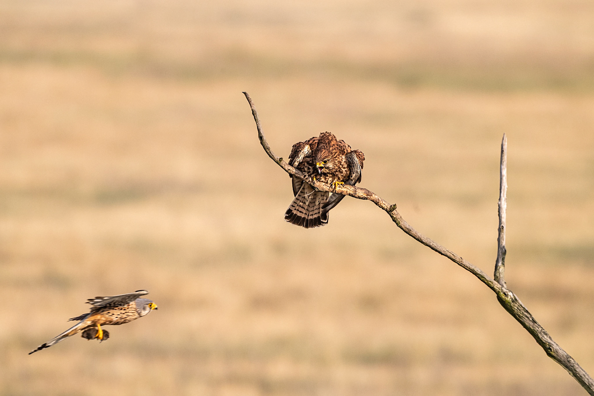 Kestrel parent hunting for food for young, Hungary 
