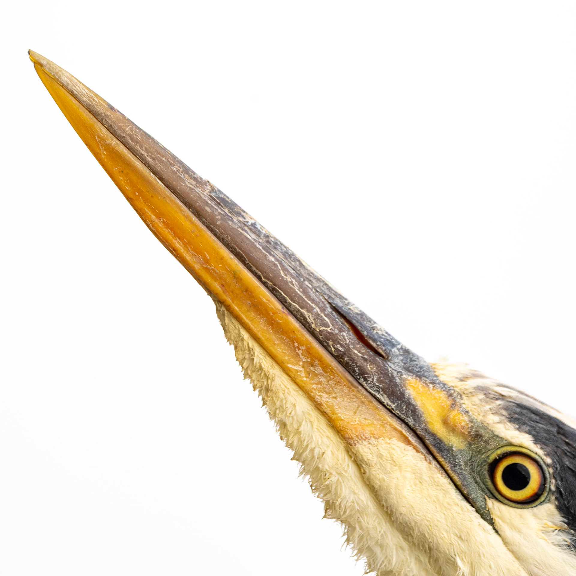 Heron Point 2025 THIRTEEN Photographic Exhibition